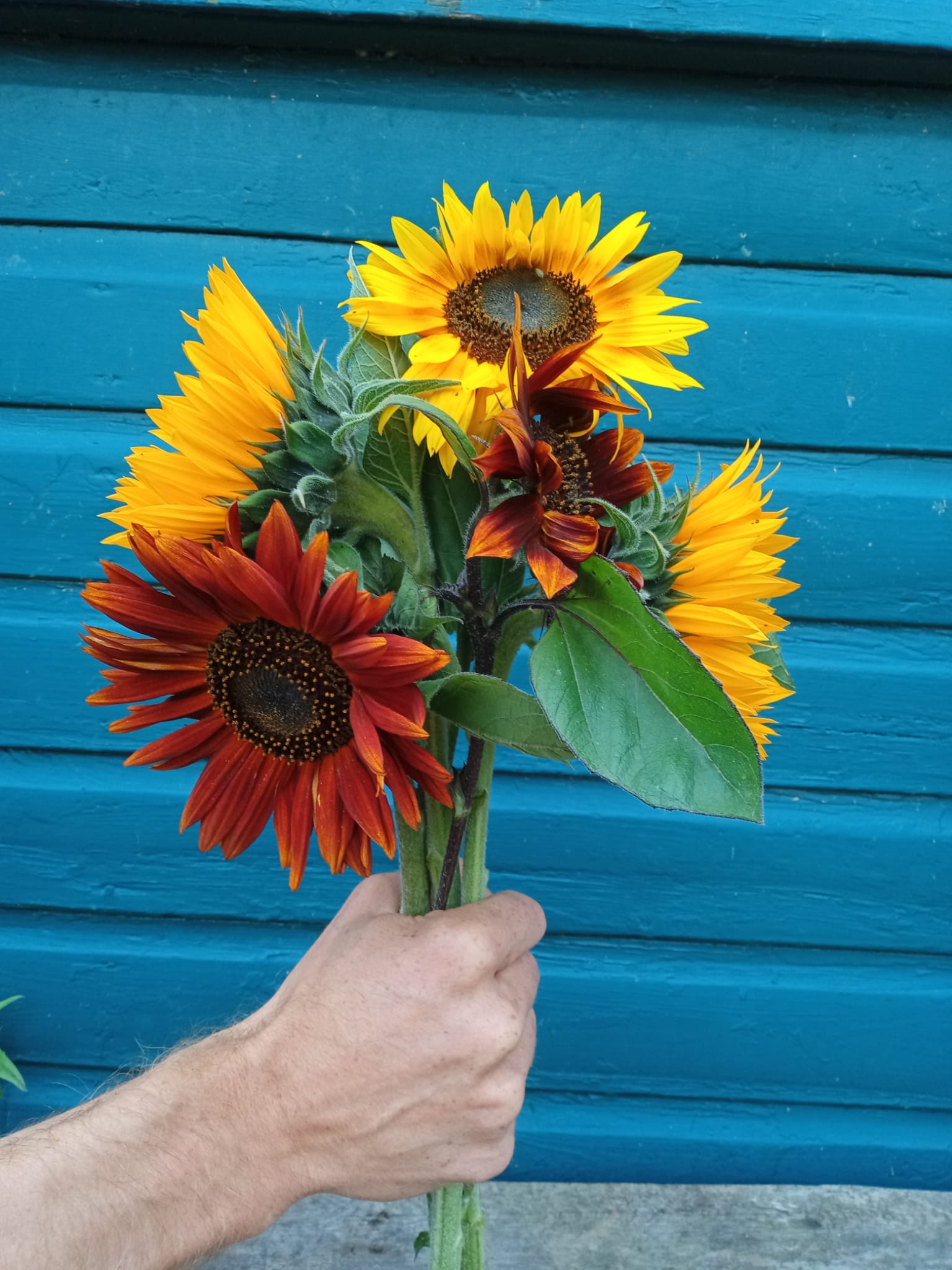 Image of Over The Hedge 