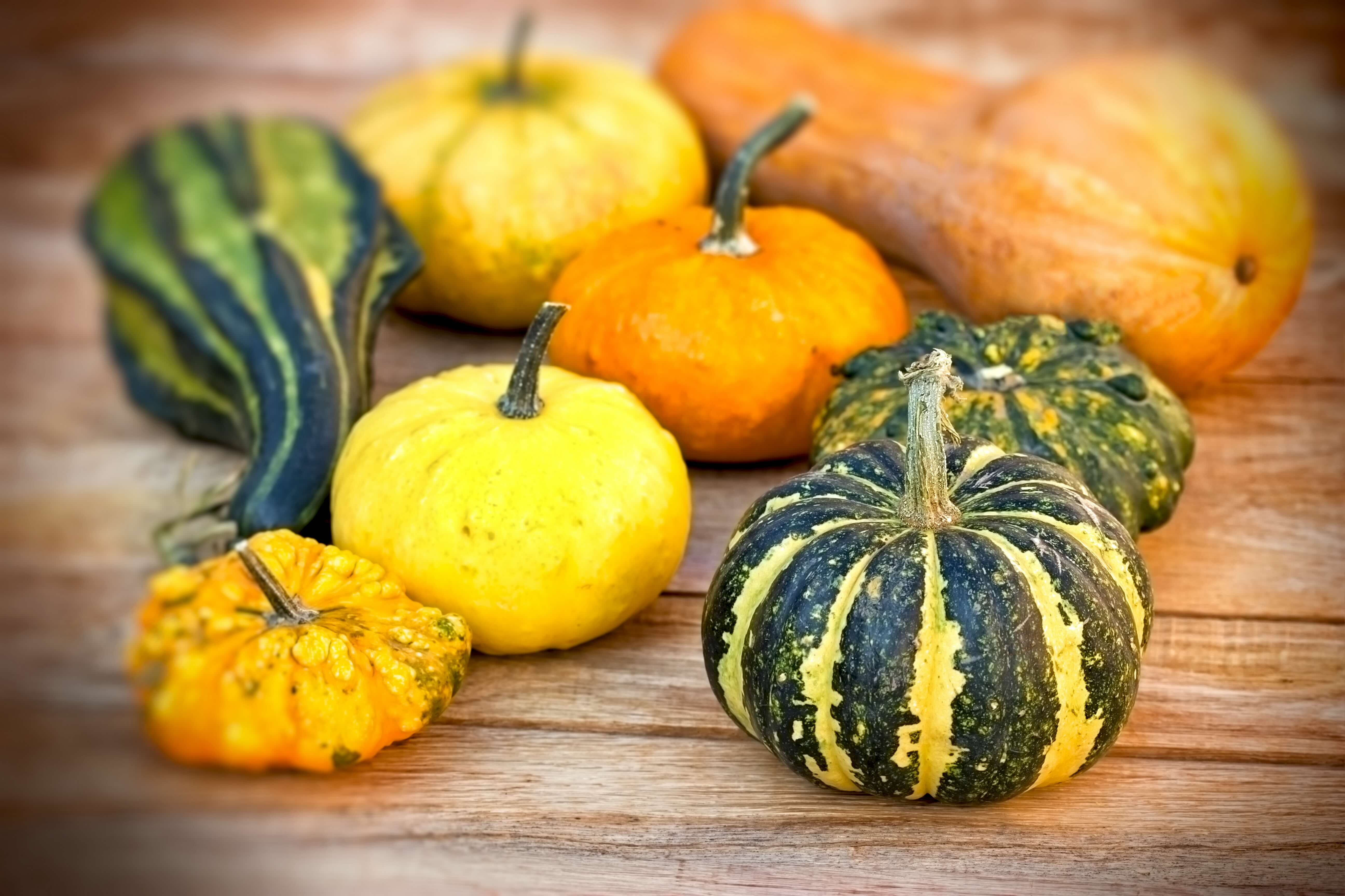 Image of Squash 'Munchkin'