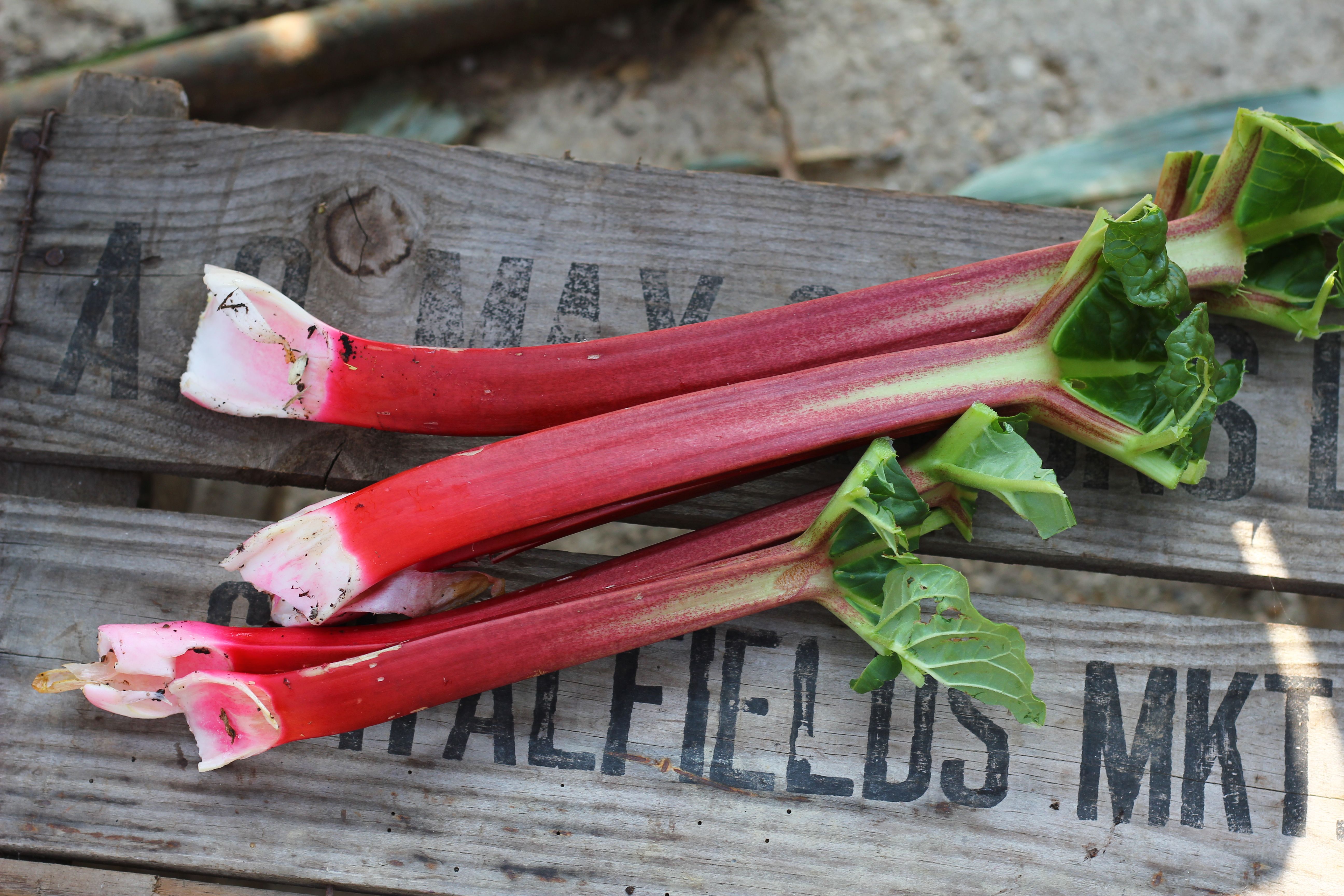 Image of The 'hungry gap'