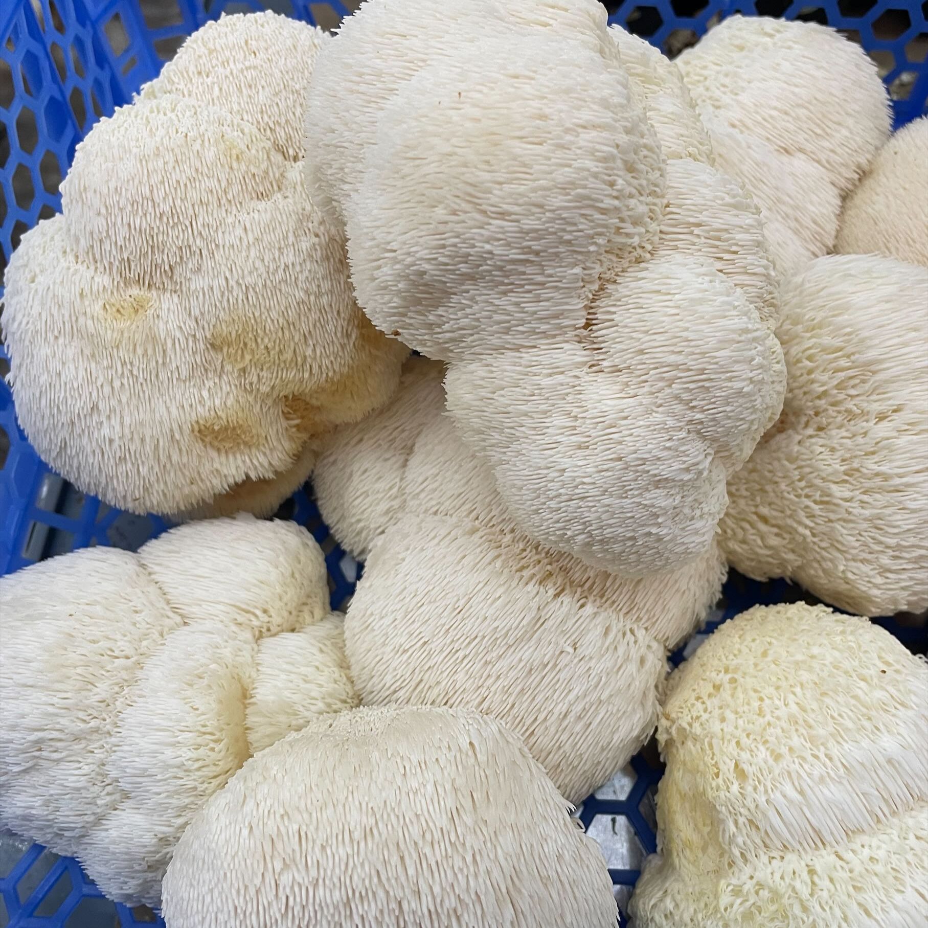 Image of Mushrooms - Lions Mane 500g
