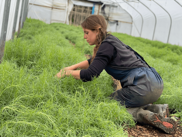Image of Agretti - How to cook