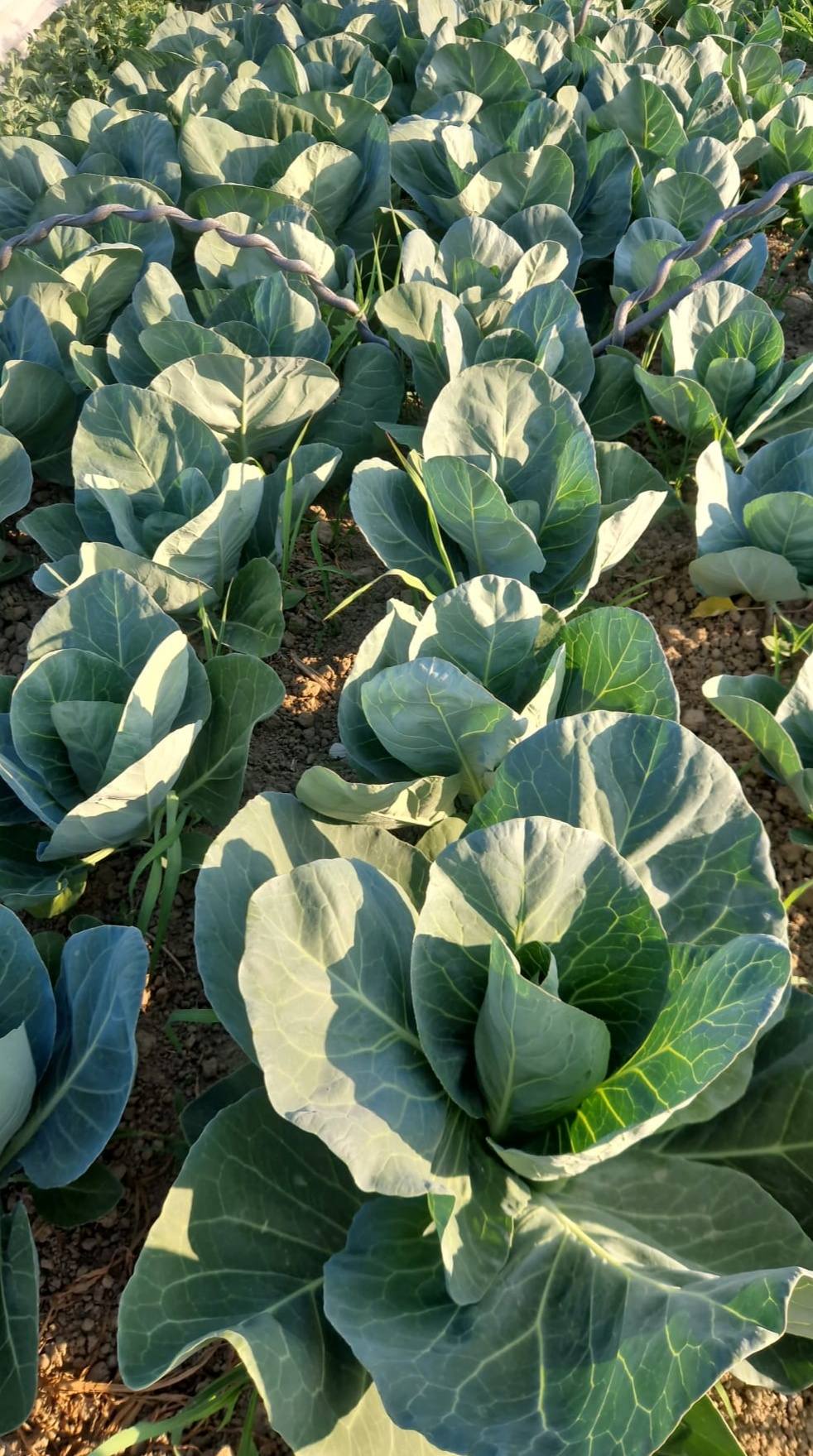 Image of Spring Greens