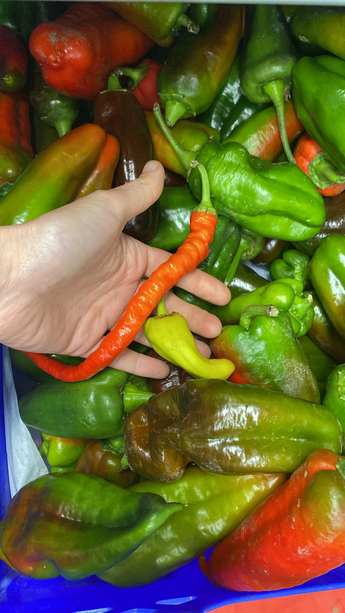 Mixed sweet peppers