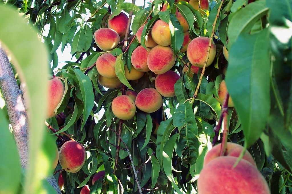 Image of Peaches (500g)