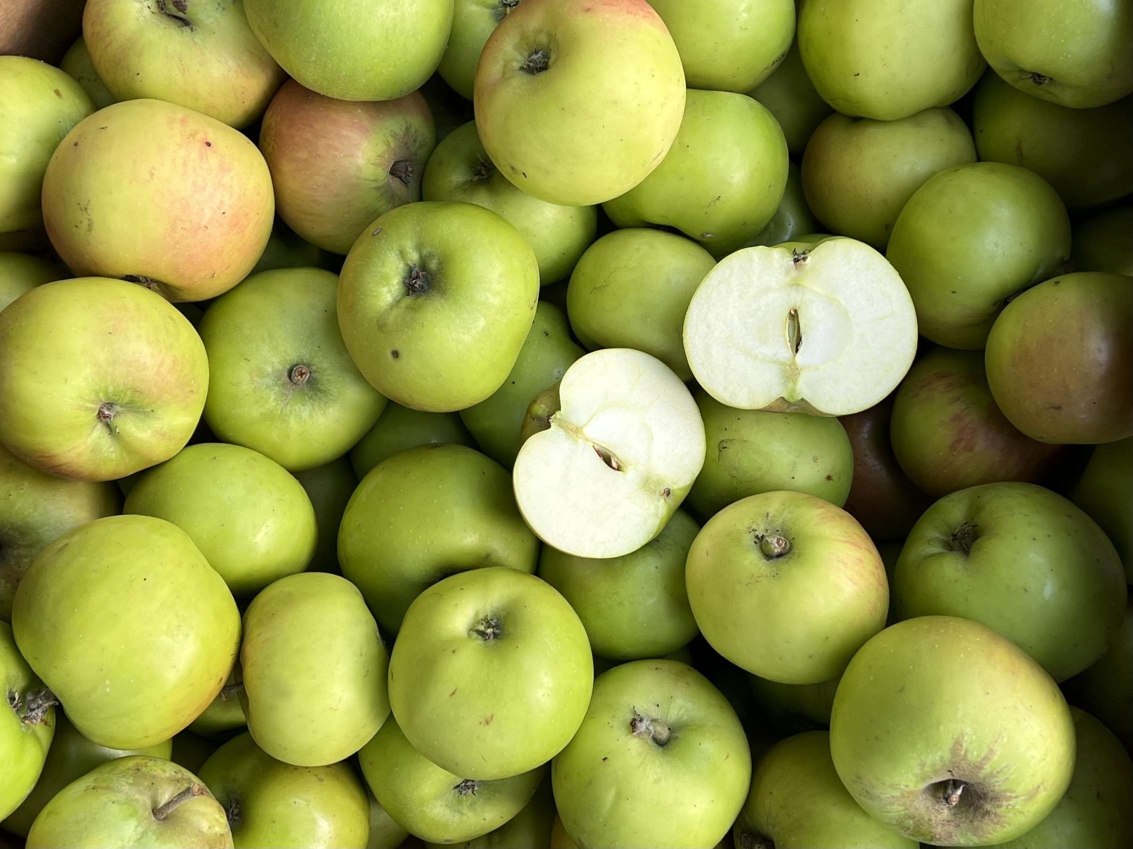 Image of Bramley Apples