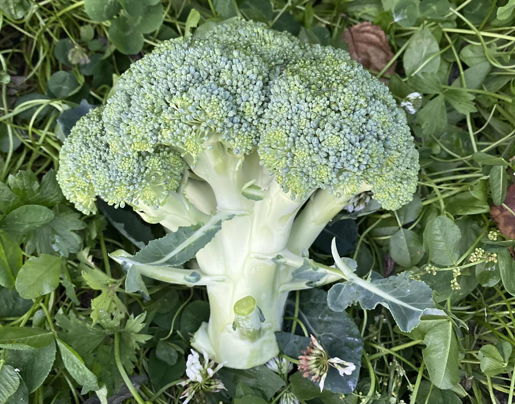 Cabbage family