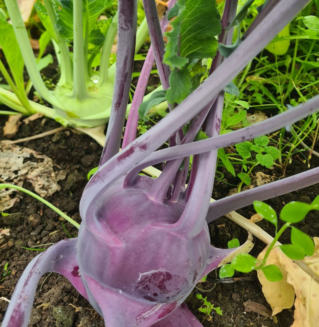 Image of Kohlrabi