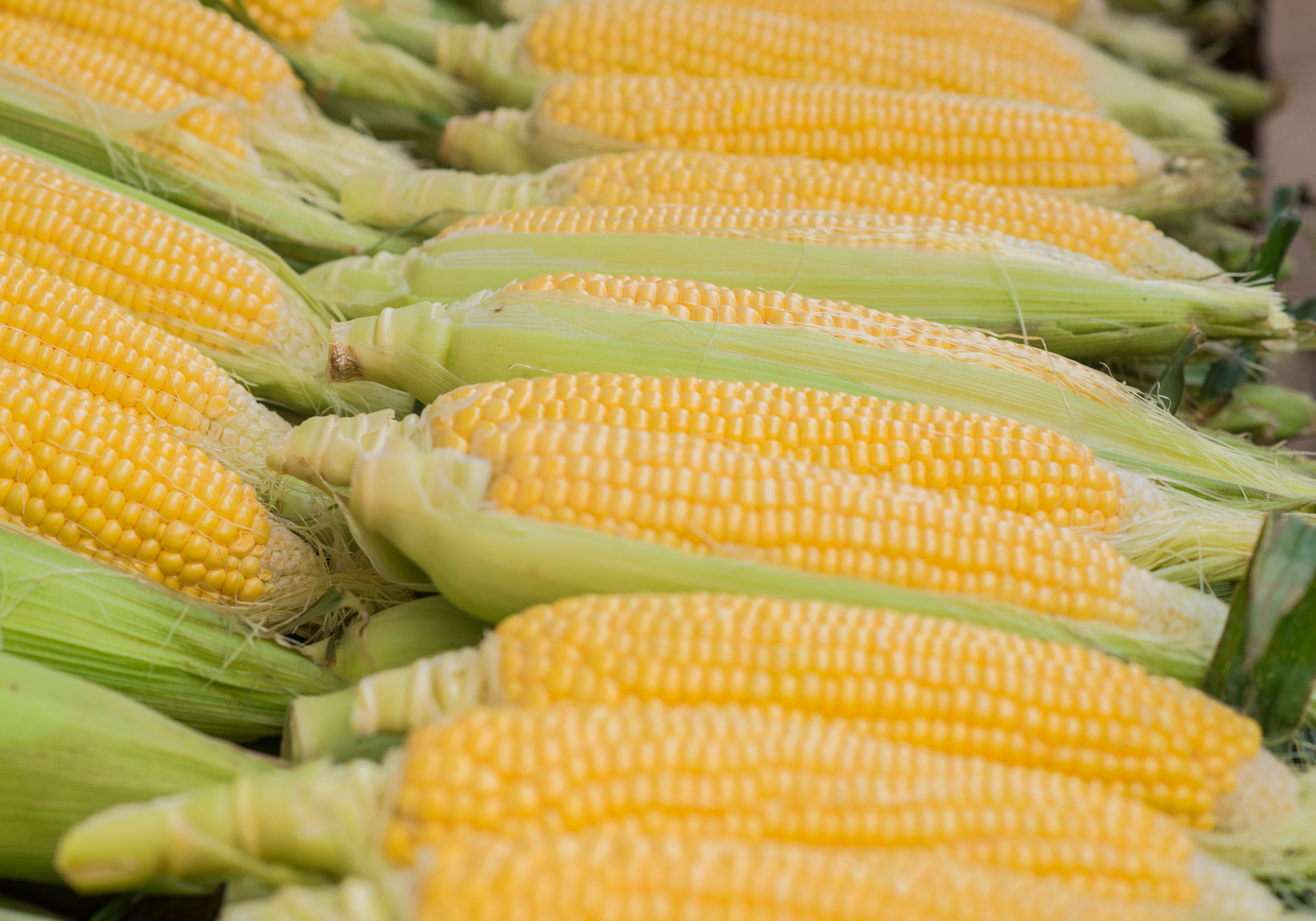 Sweetcorn (Corn on the Cob)