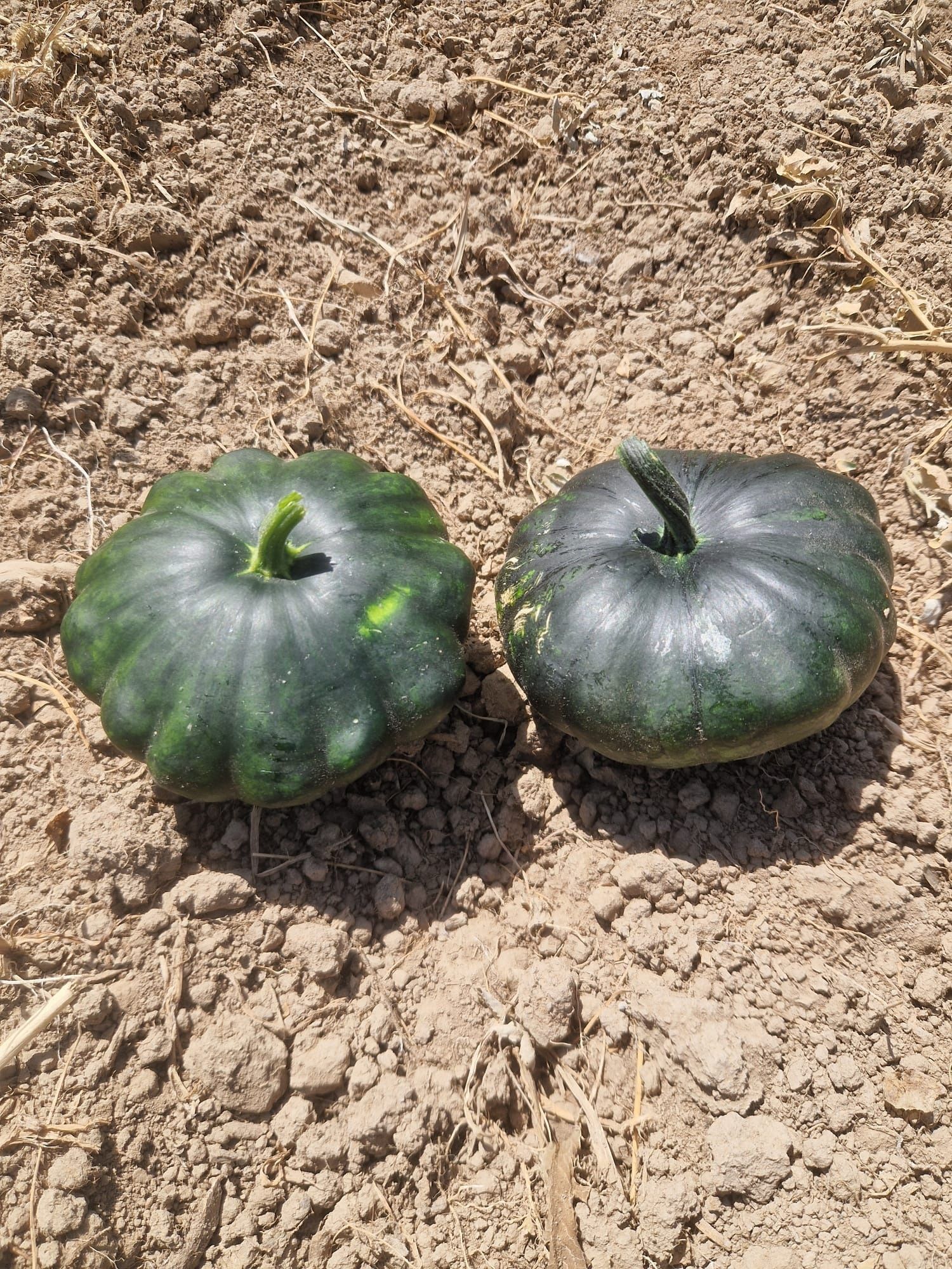 Image of Patty Pan Squash