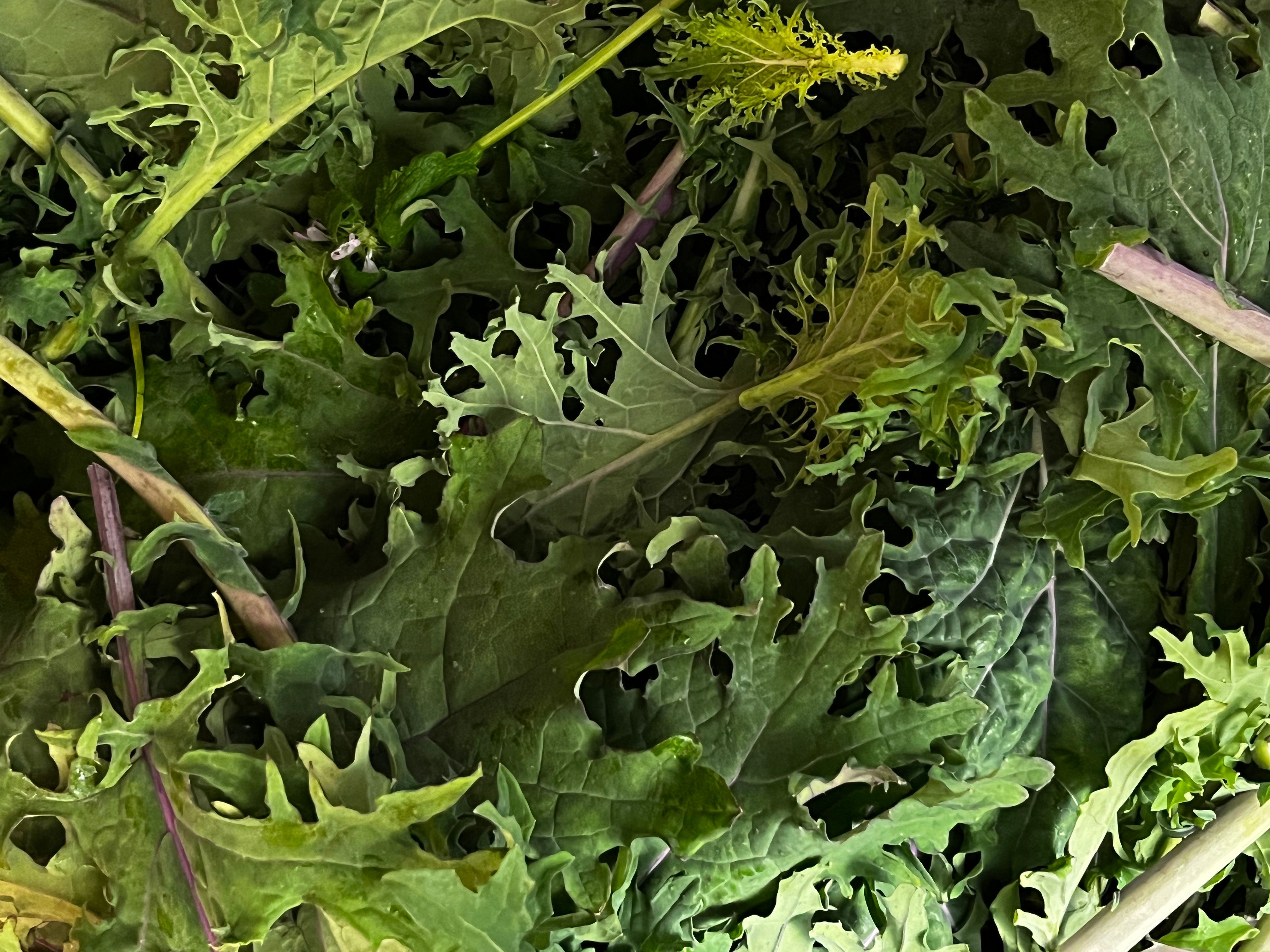 Image of Mixed Kale Plants x 12