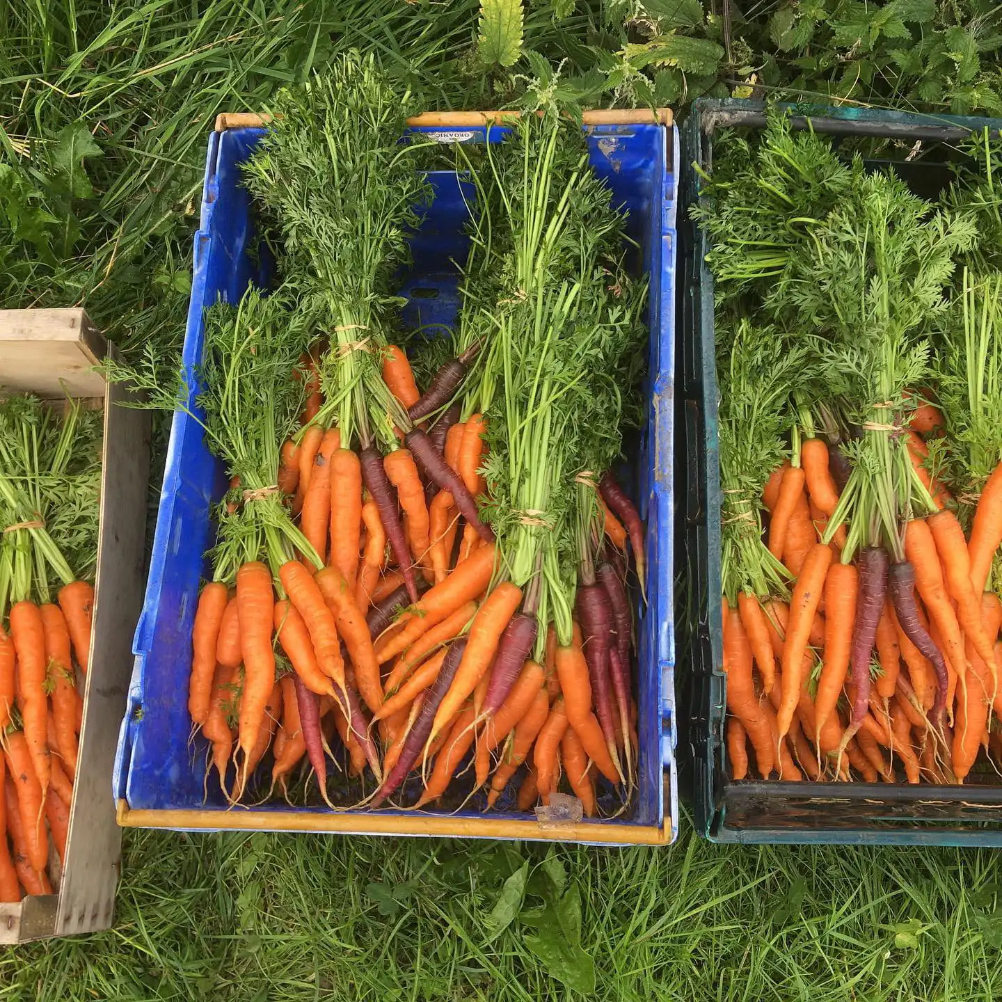 Image of Carrots Bunched