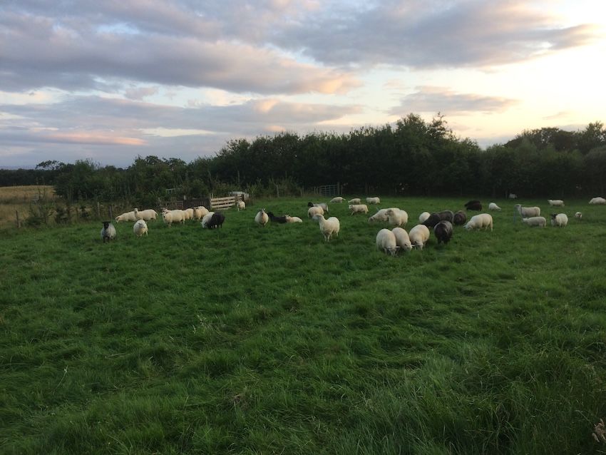 Image of Hogget