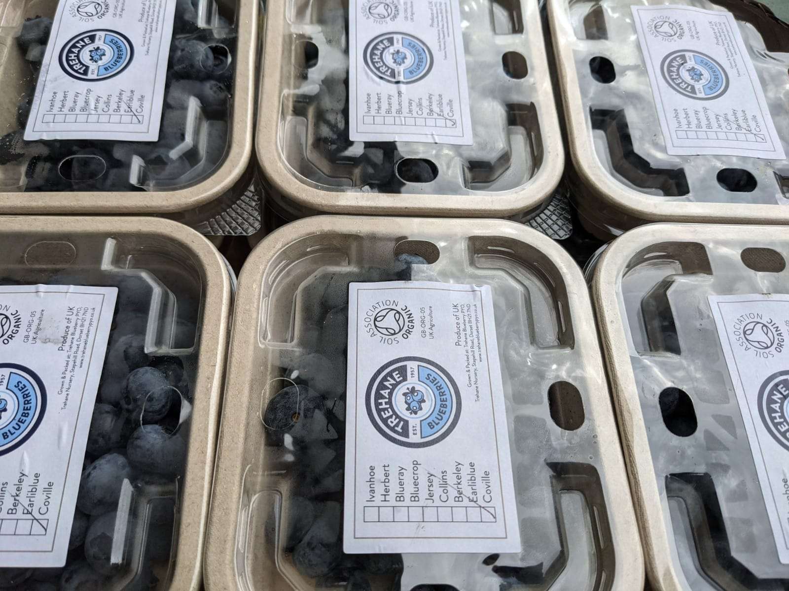 Blueberry Punnet