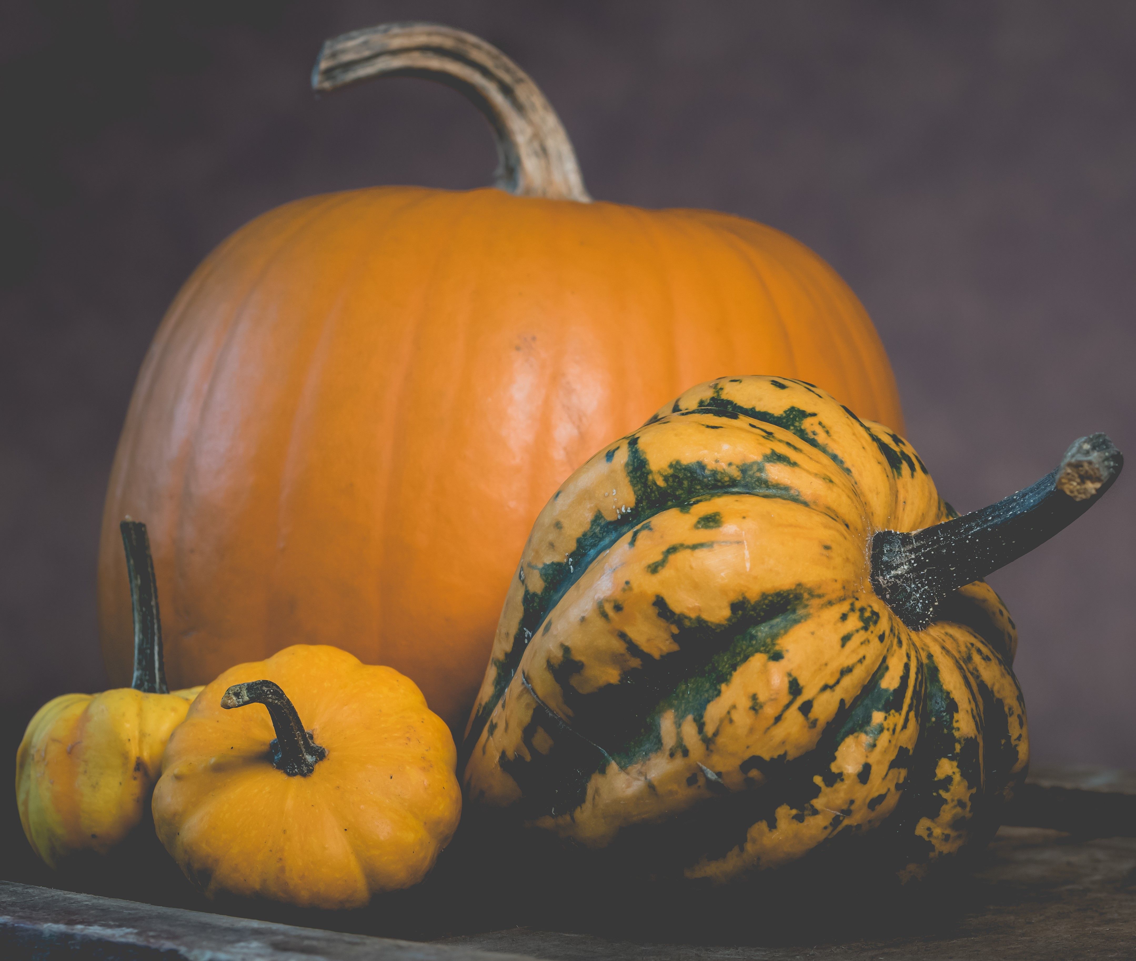  Giant Halloween Pumpkin grown at The Paddock