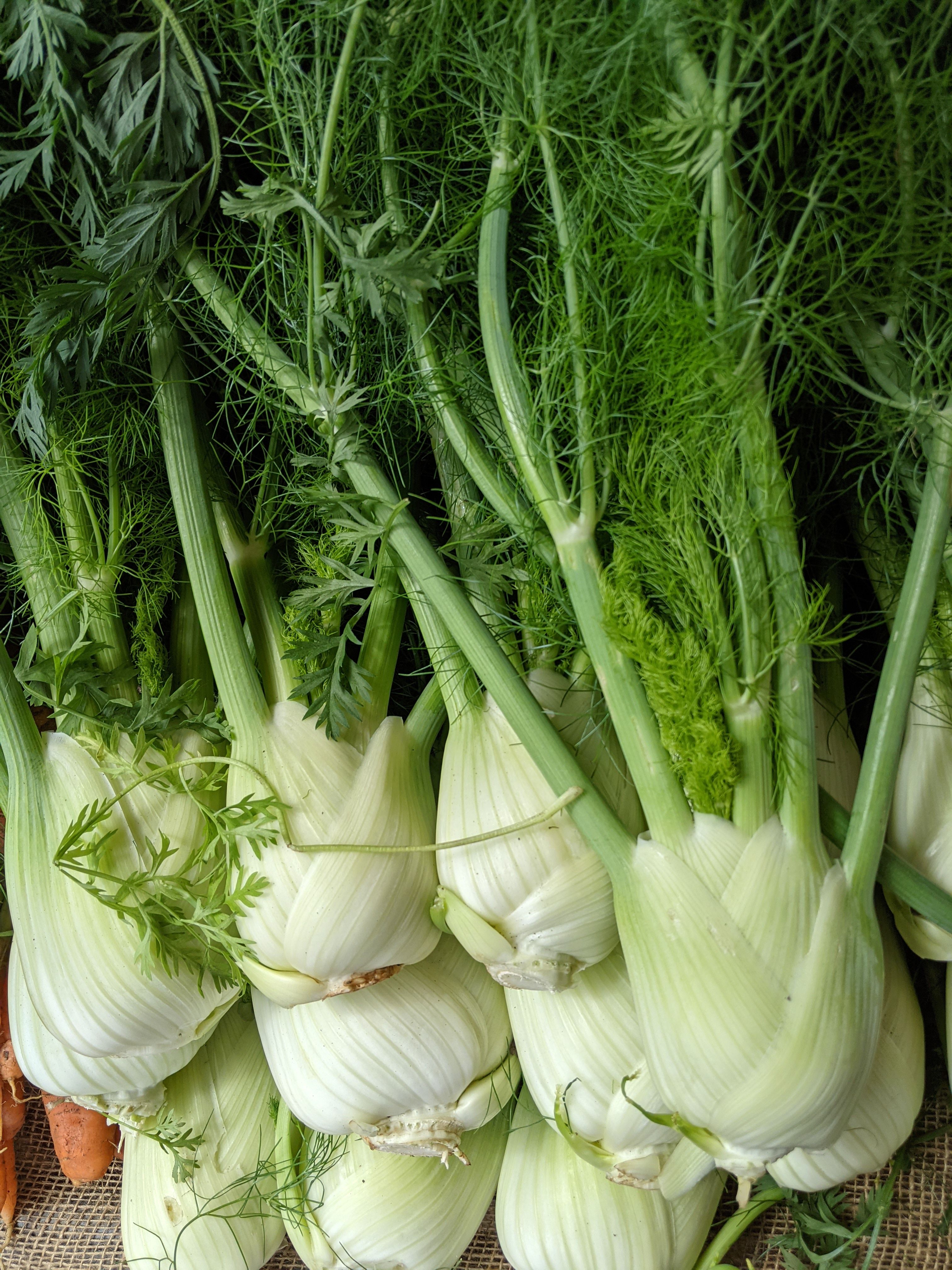 Fennel (Bedlam Farms, Cambridgeshire)