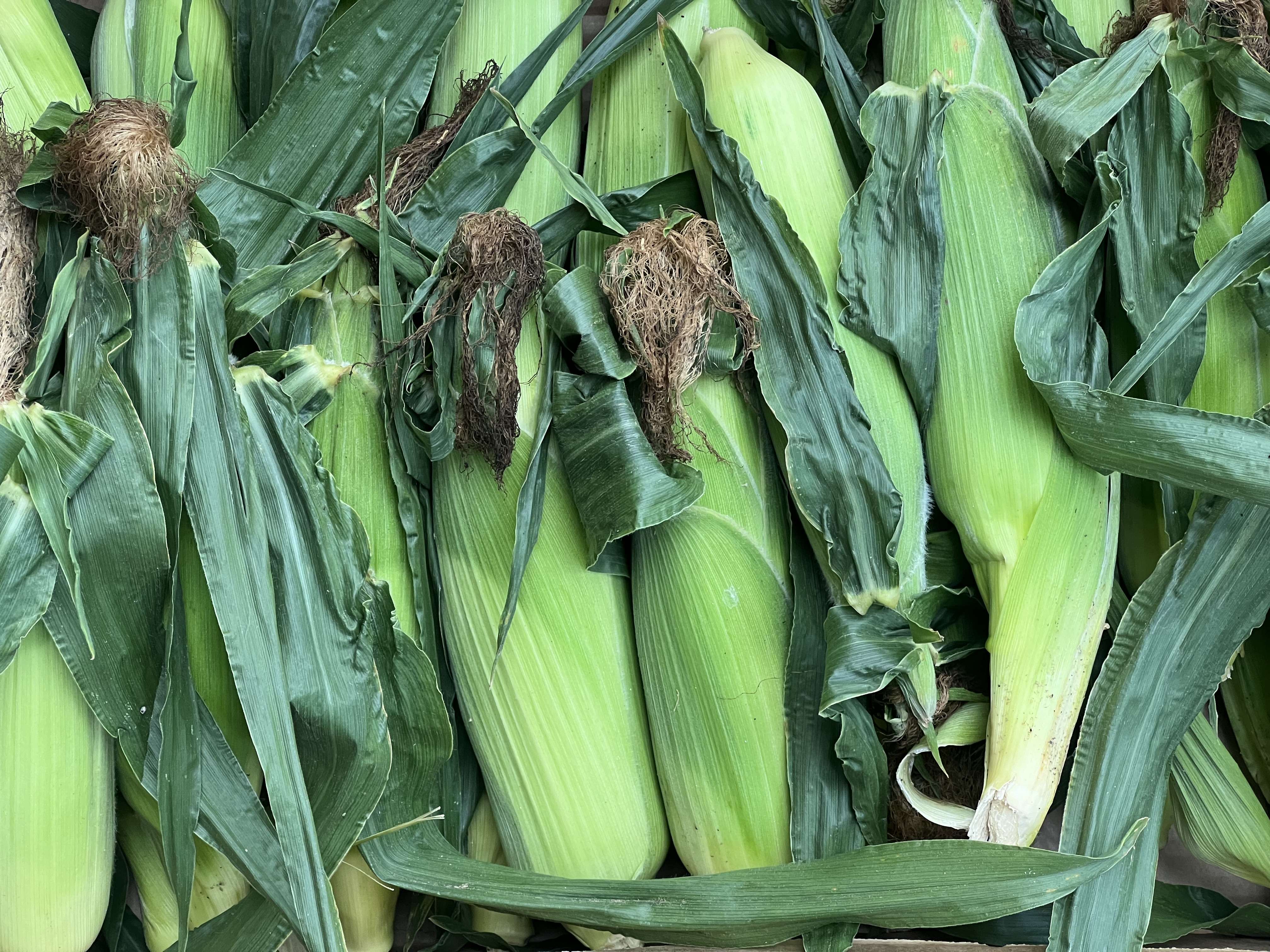 Sweetcorn x2 cob 