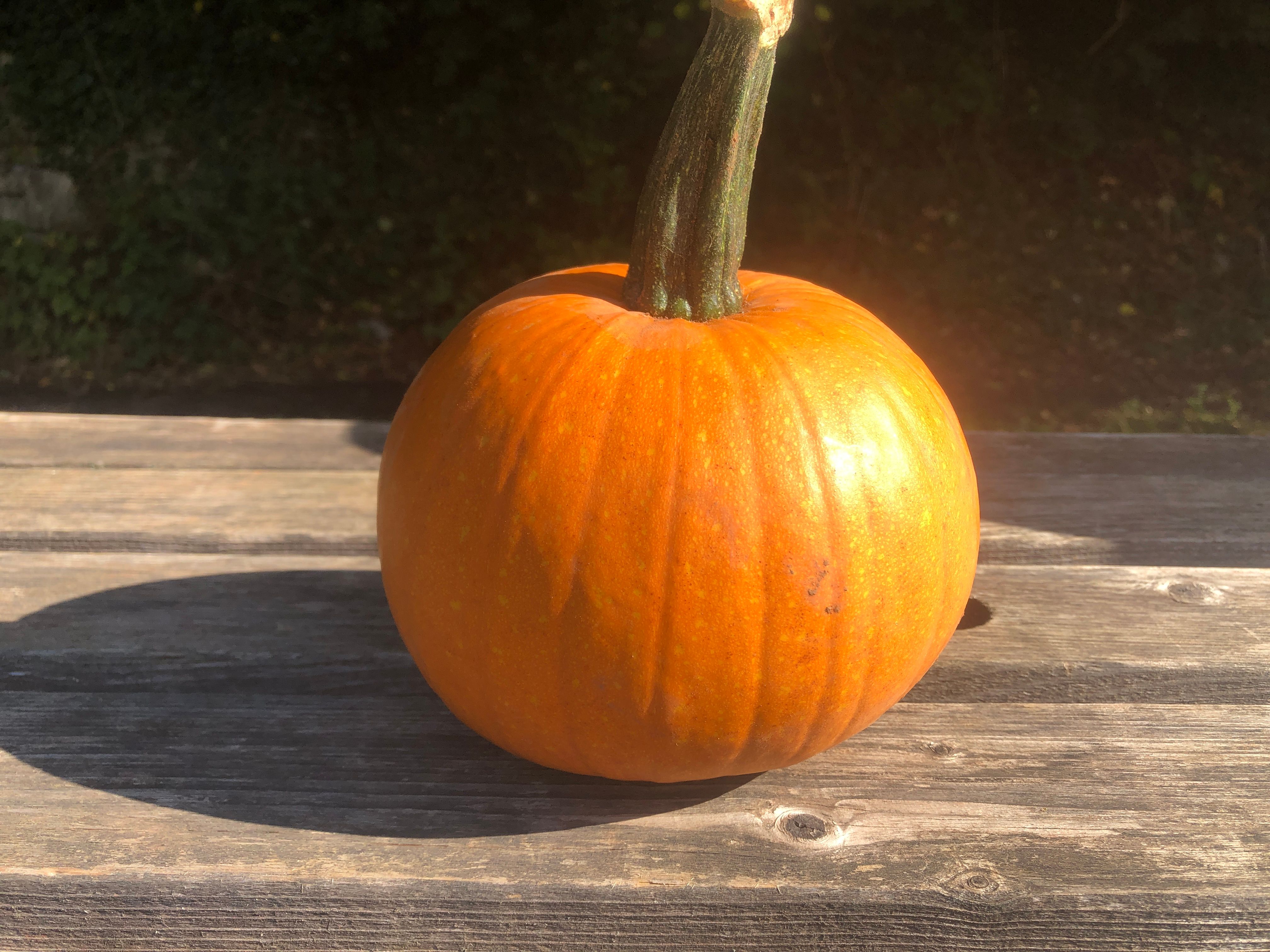 Squash - Pumpkin