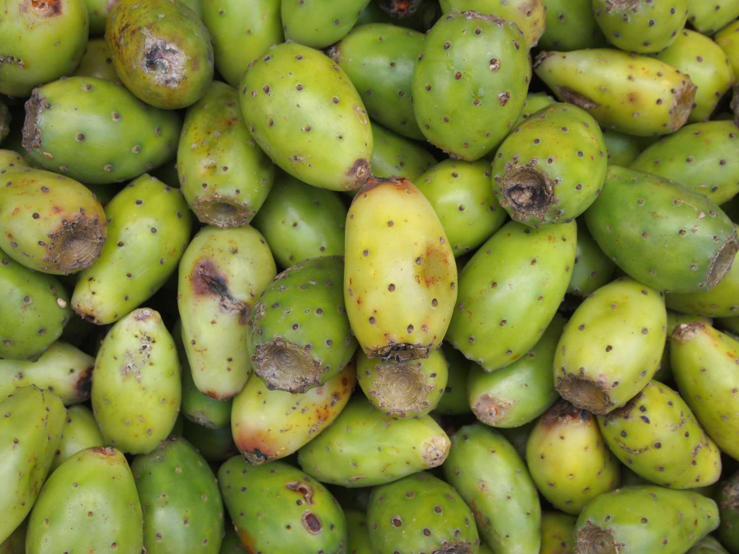  Prickly Pear