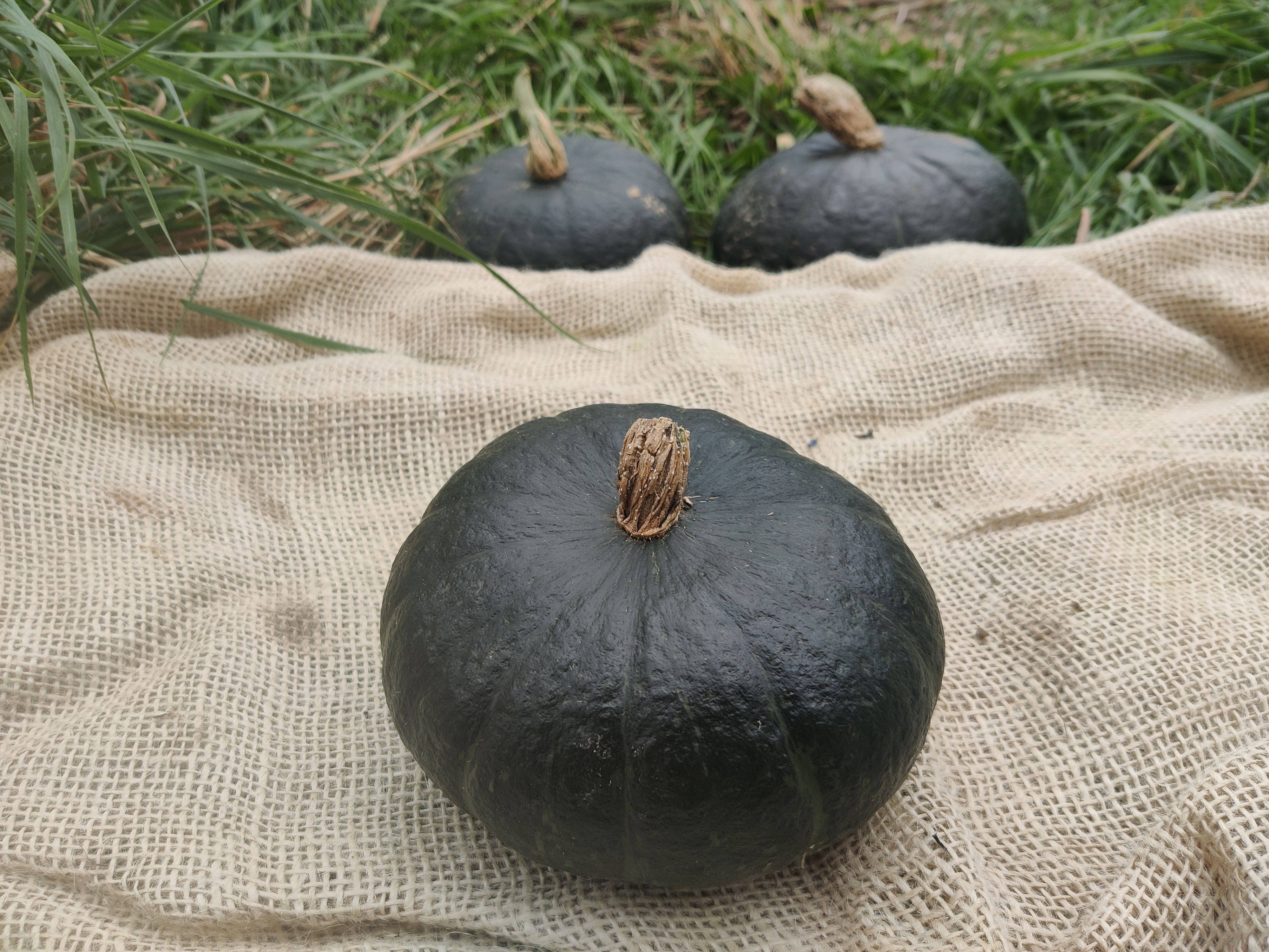 Image of Squash 'Meteor'  (Forty Hall Farm)