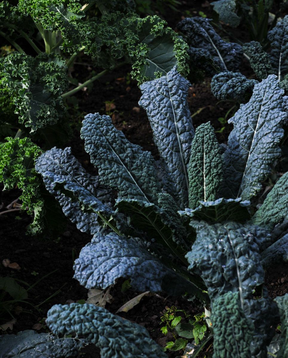 Image of 4 Ways With Our Cavolo Nero