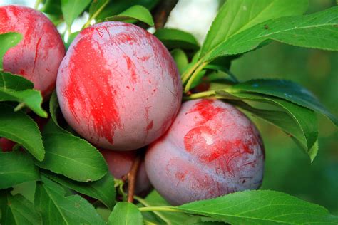 Plums