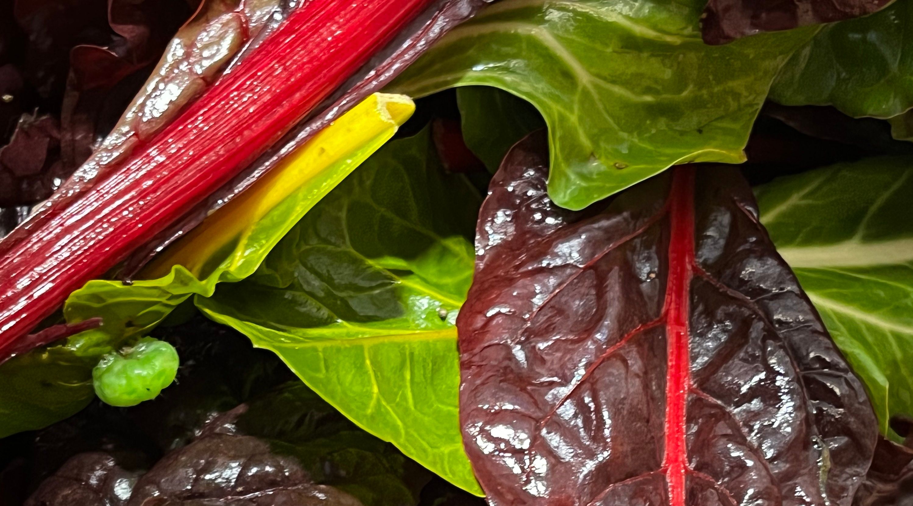 Chard (Forty Hall Farm)