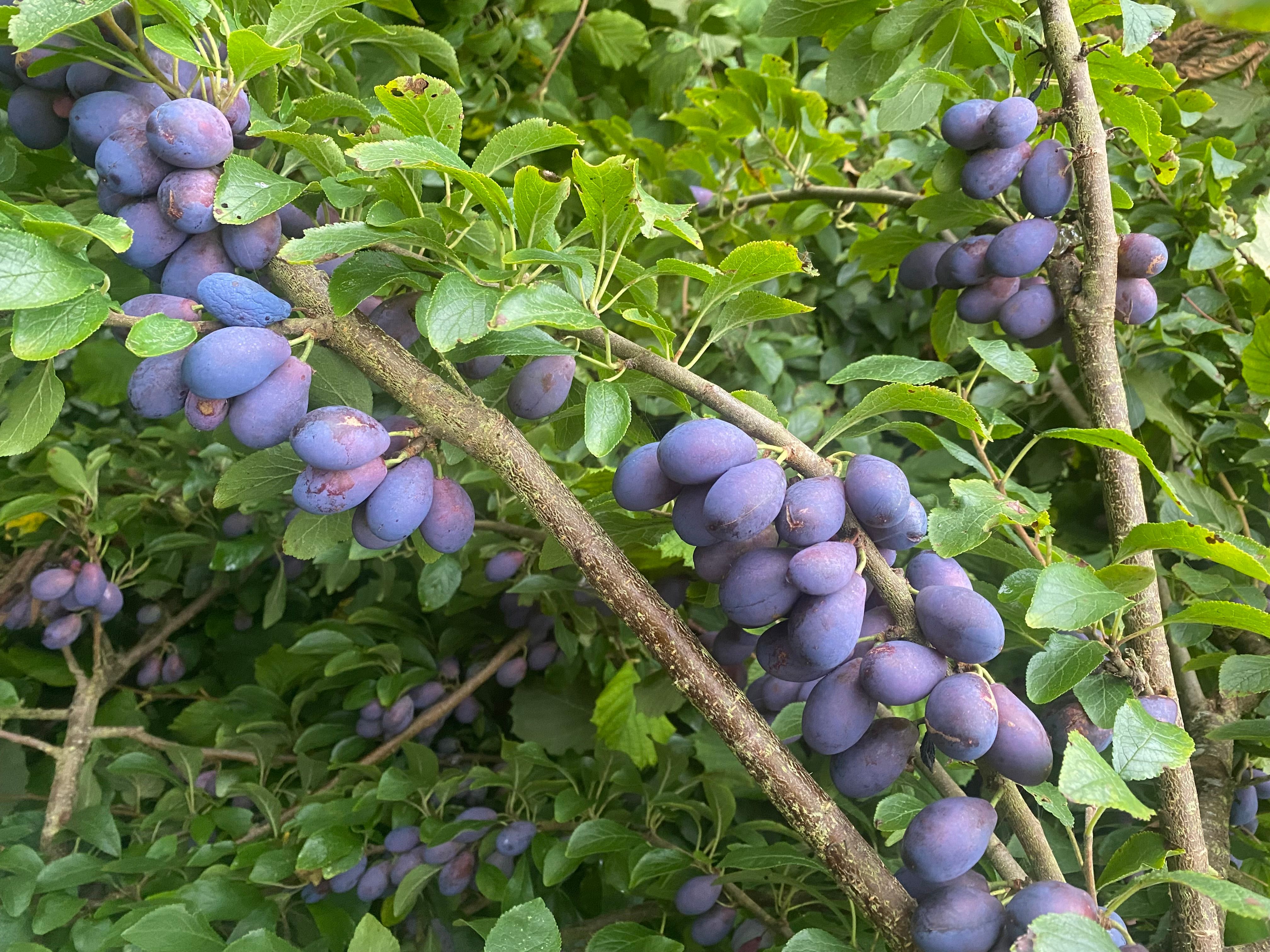 Image of Damsons 250g