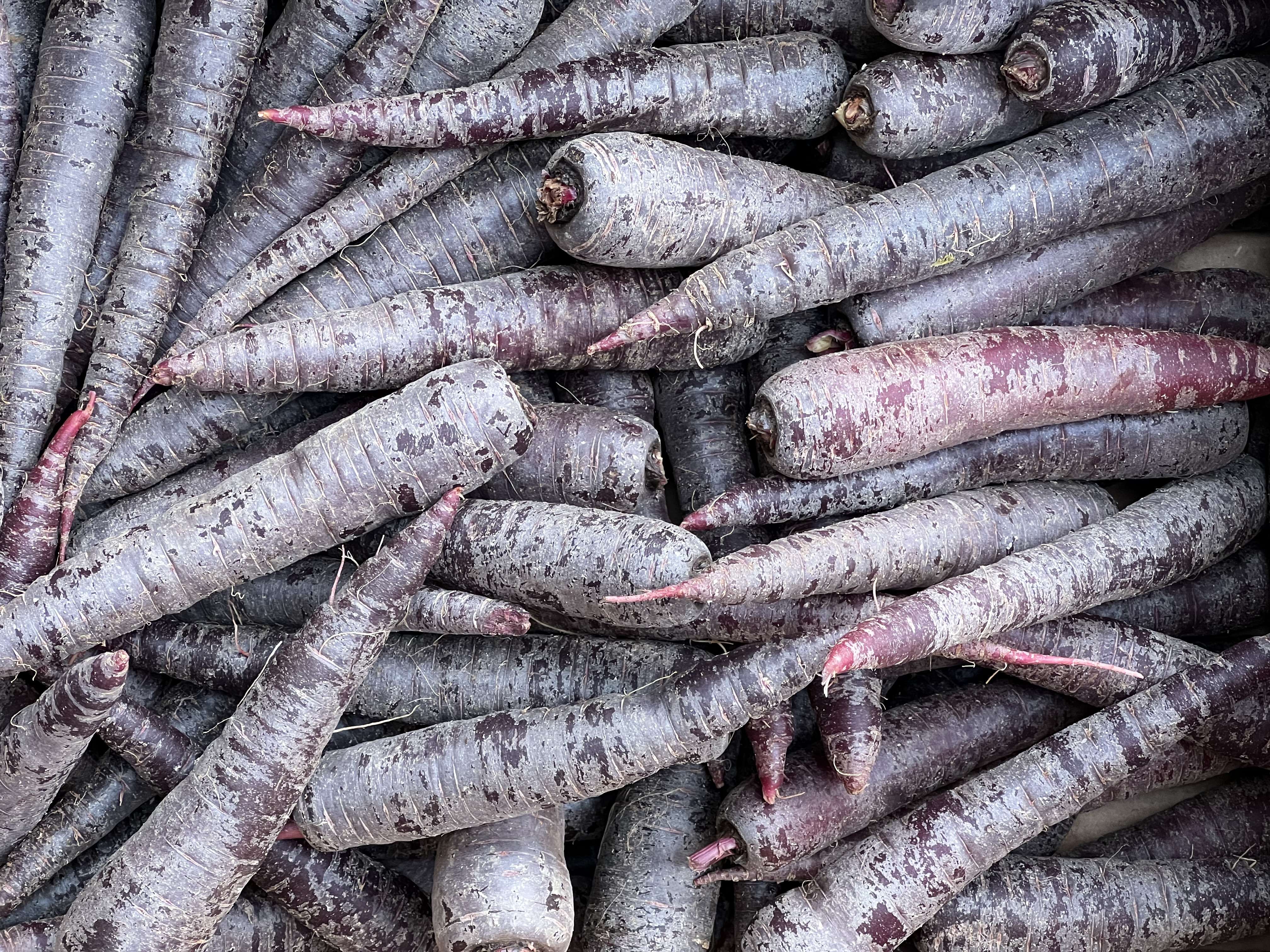 Carrots - Purple Sun