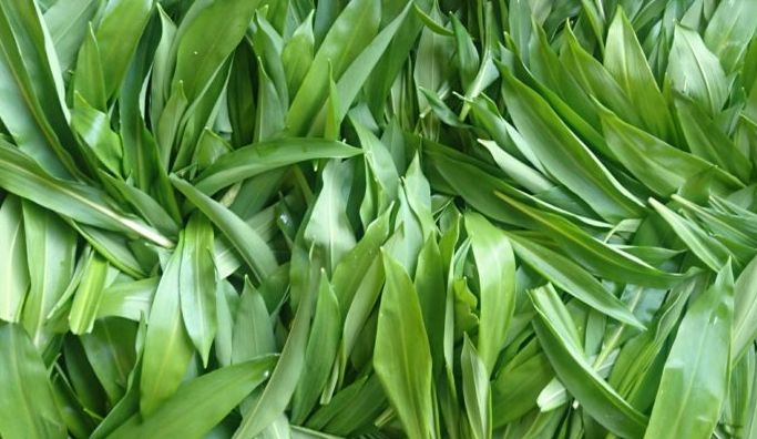 Image of Wild Garlic