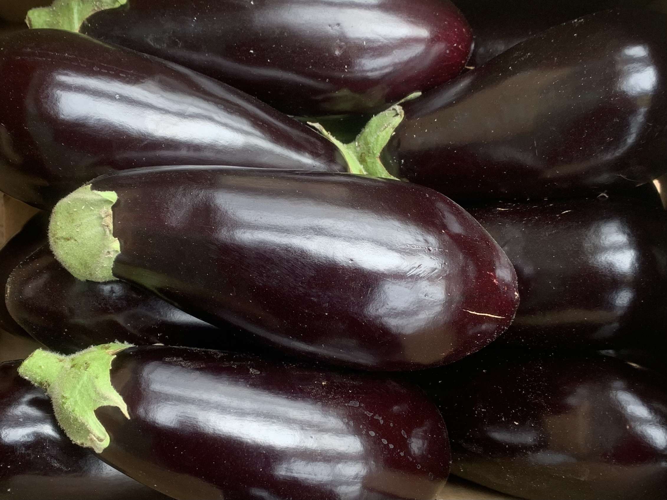 Aubergine