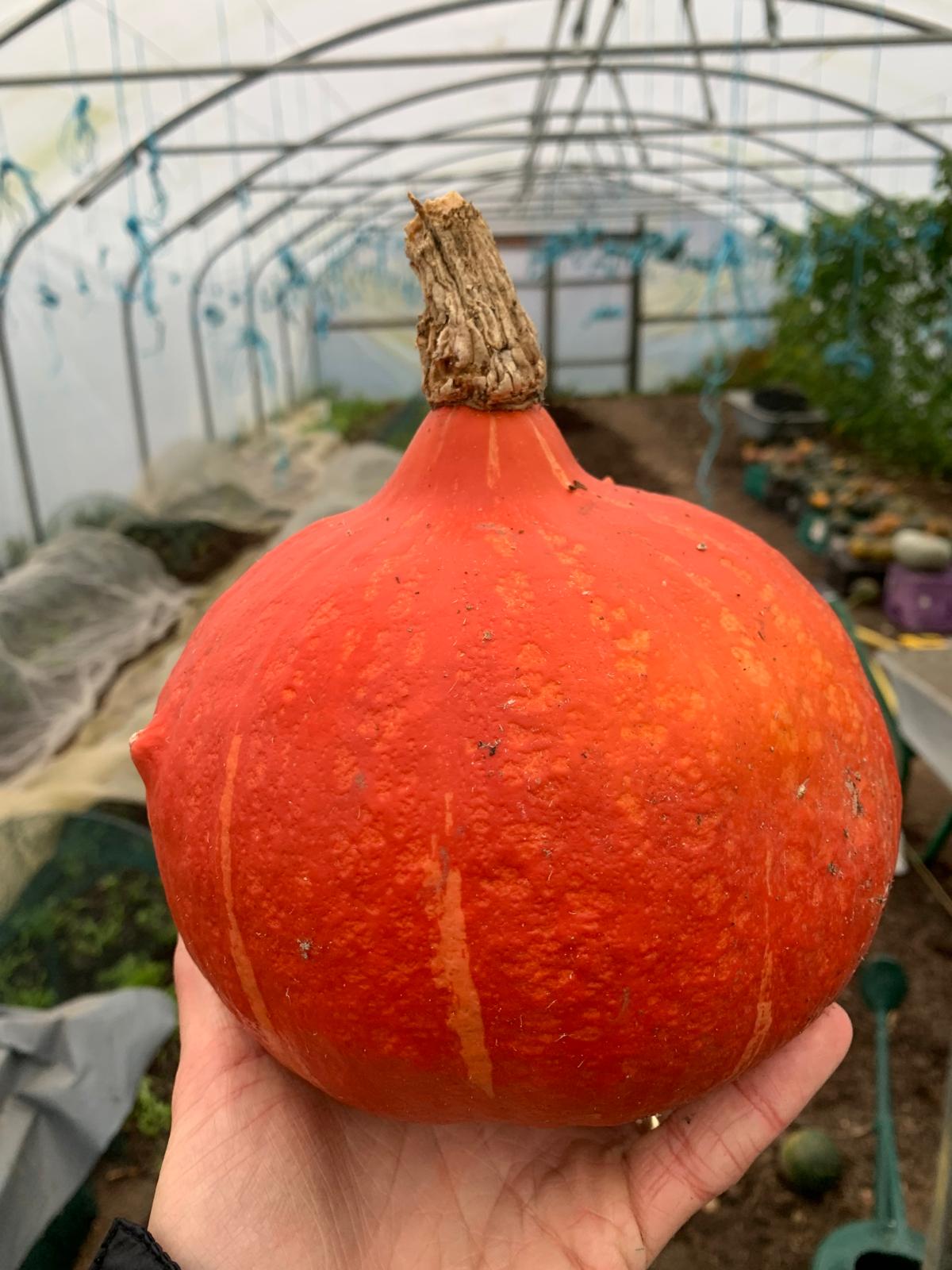 Image of Small Squash, Uchiki Kuri 