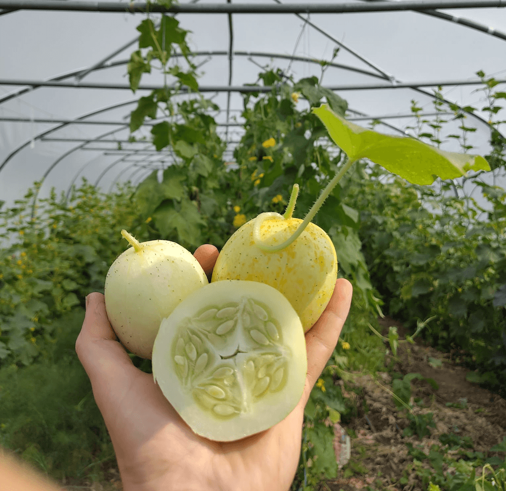 Cucumber Lemon