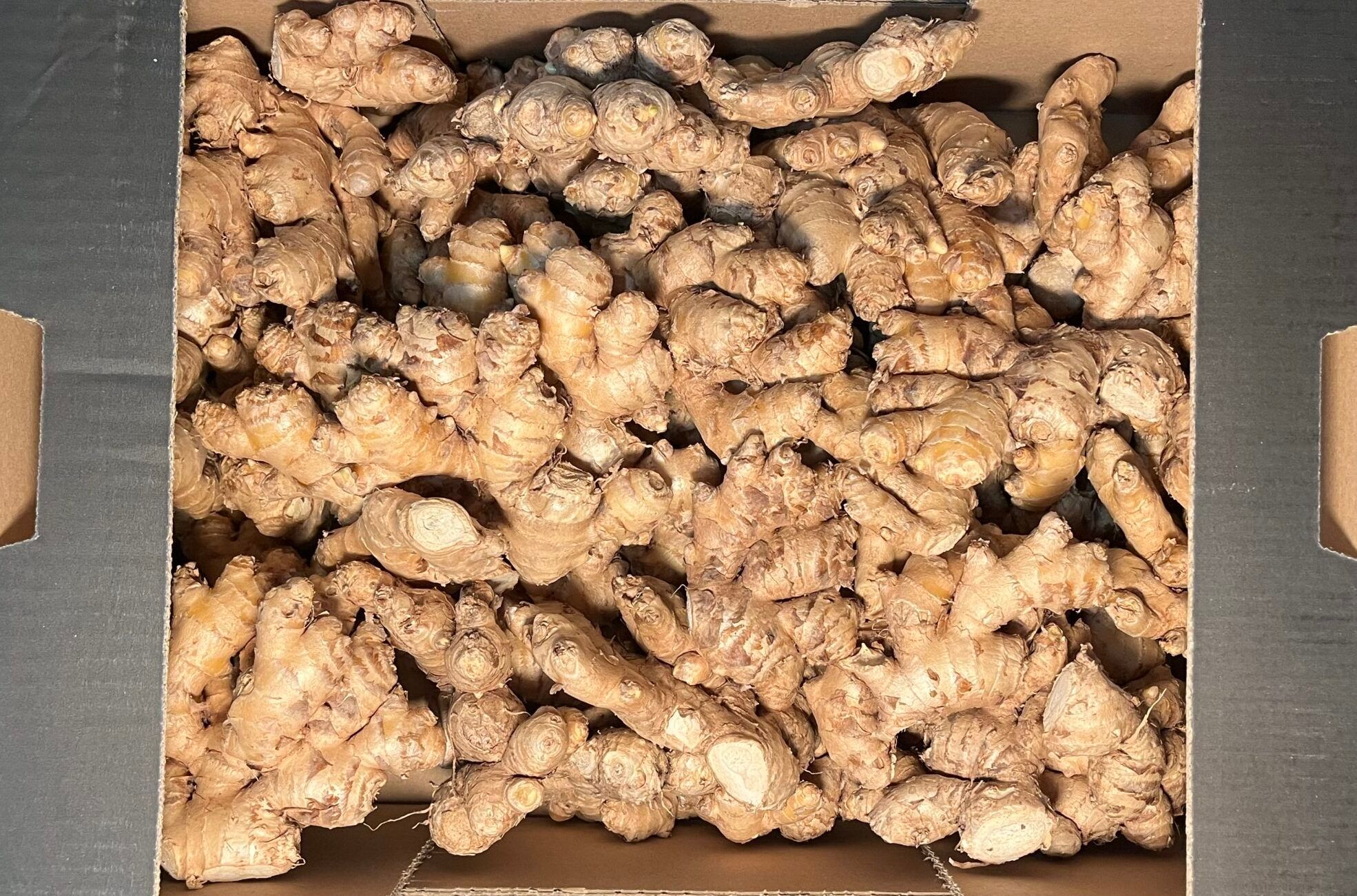 Image of Ginger