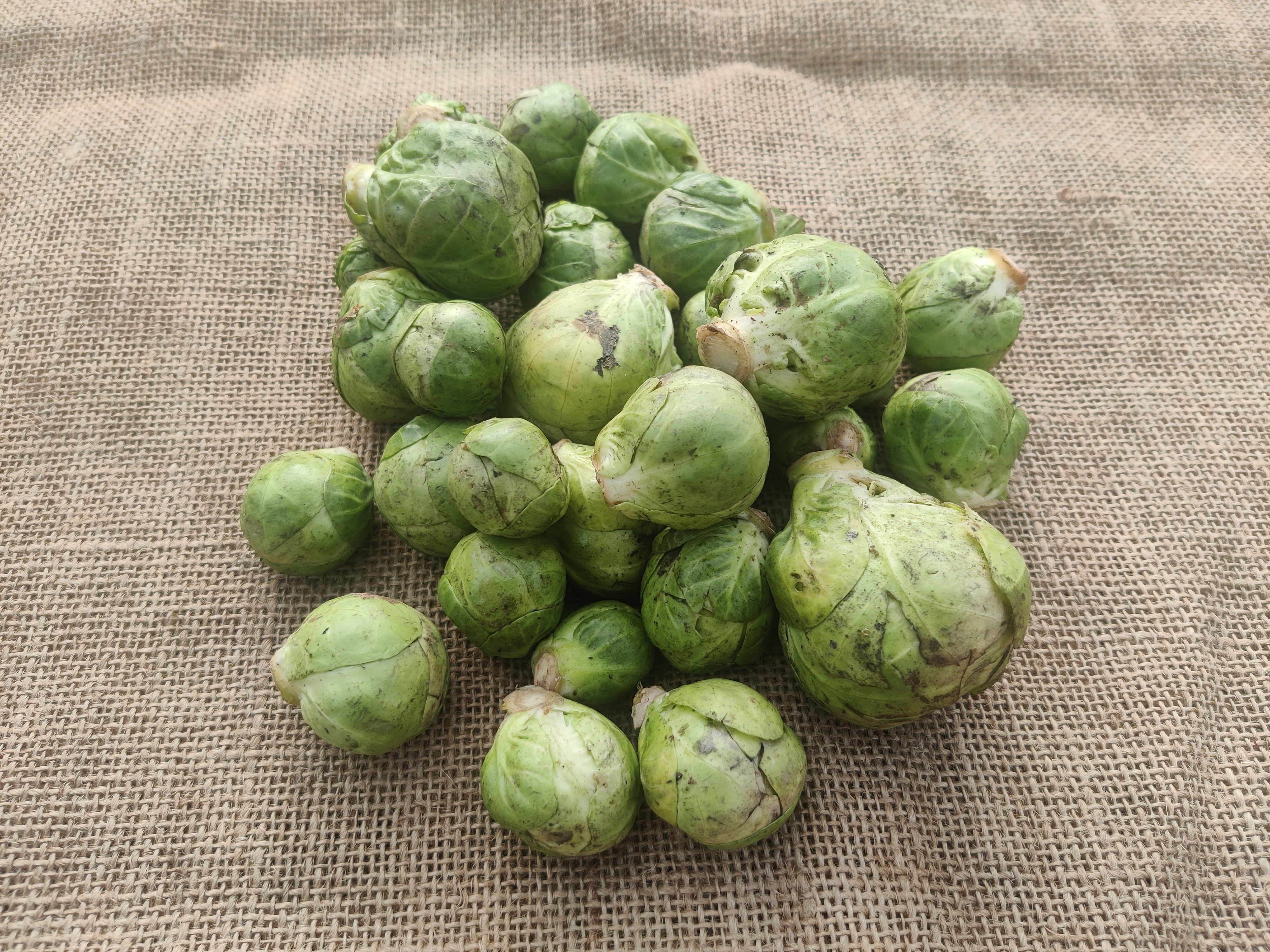 Image of Brussels sprouts