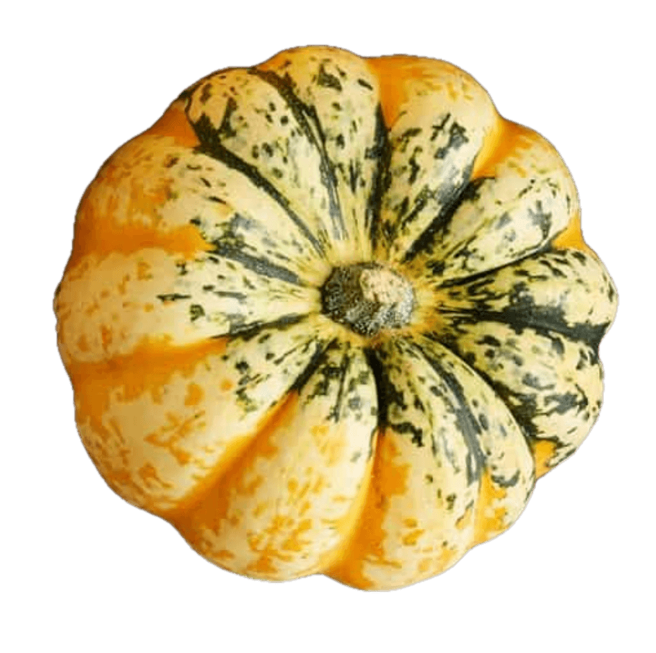 Squash 'Celebration'