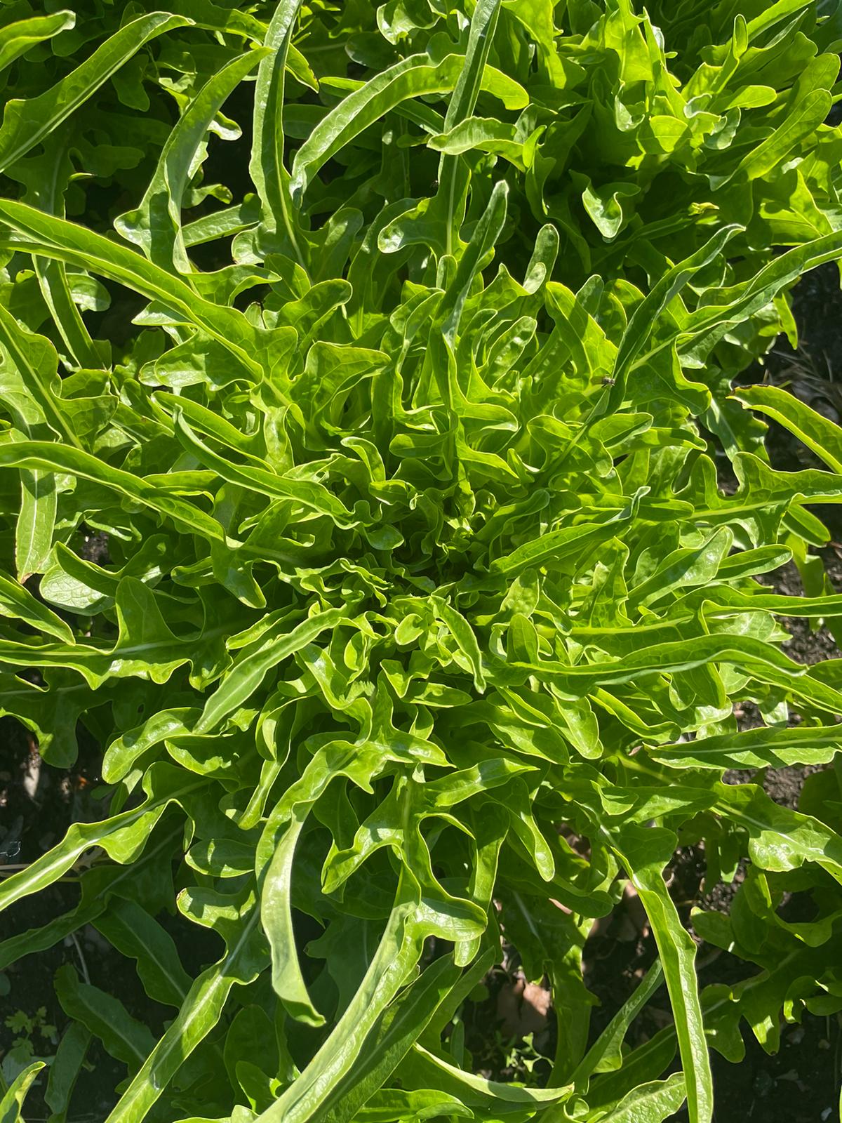 Lettuce (mixed variety)