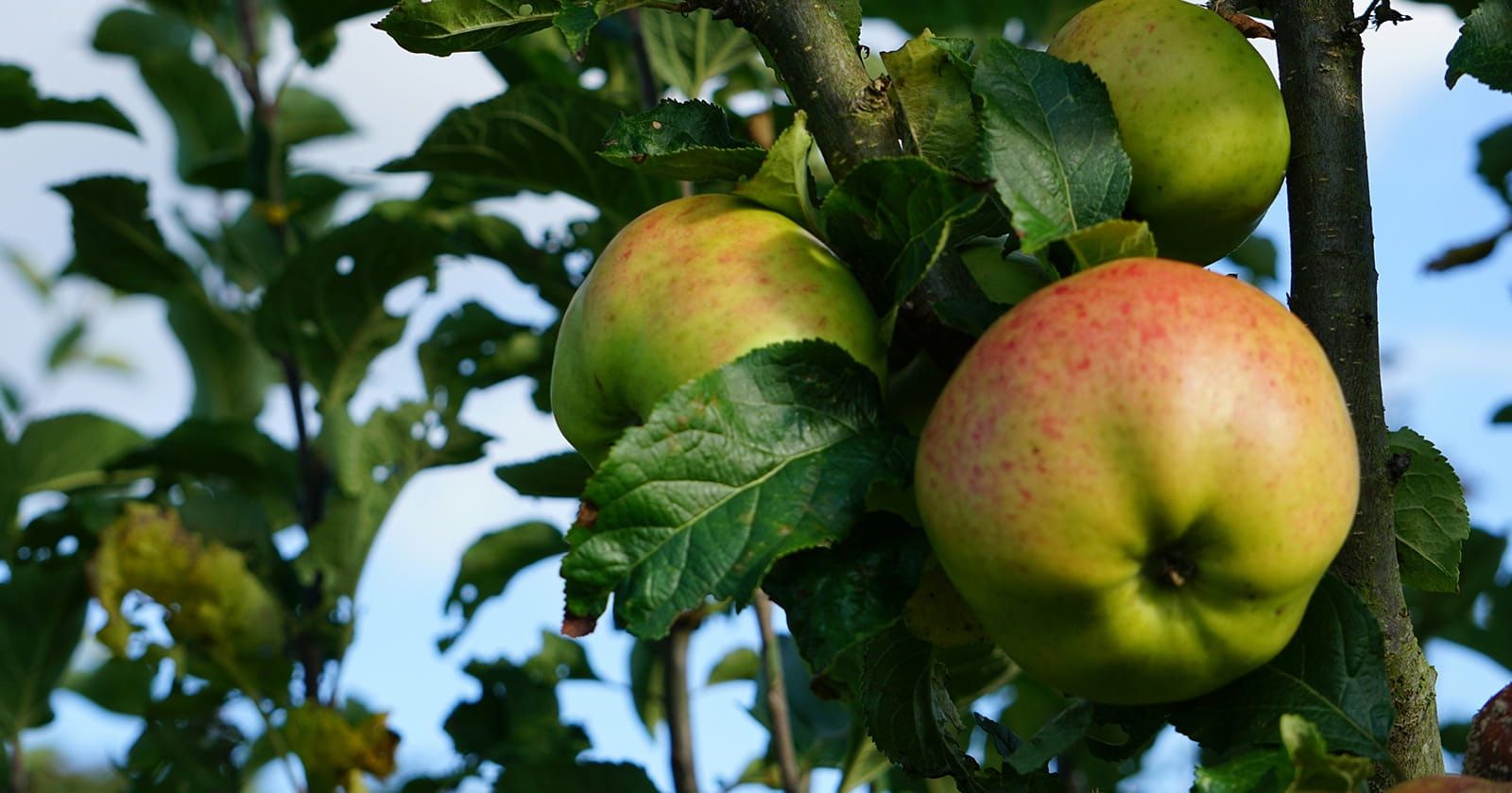 Image of Apples, Cooking