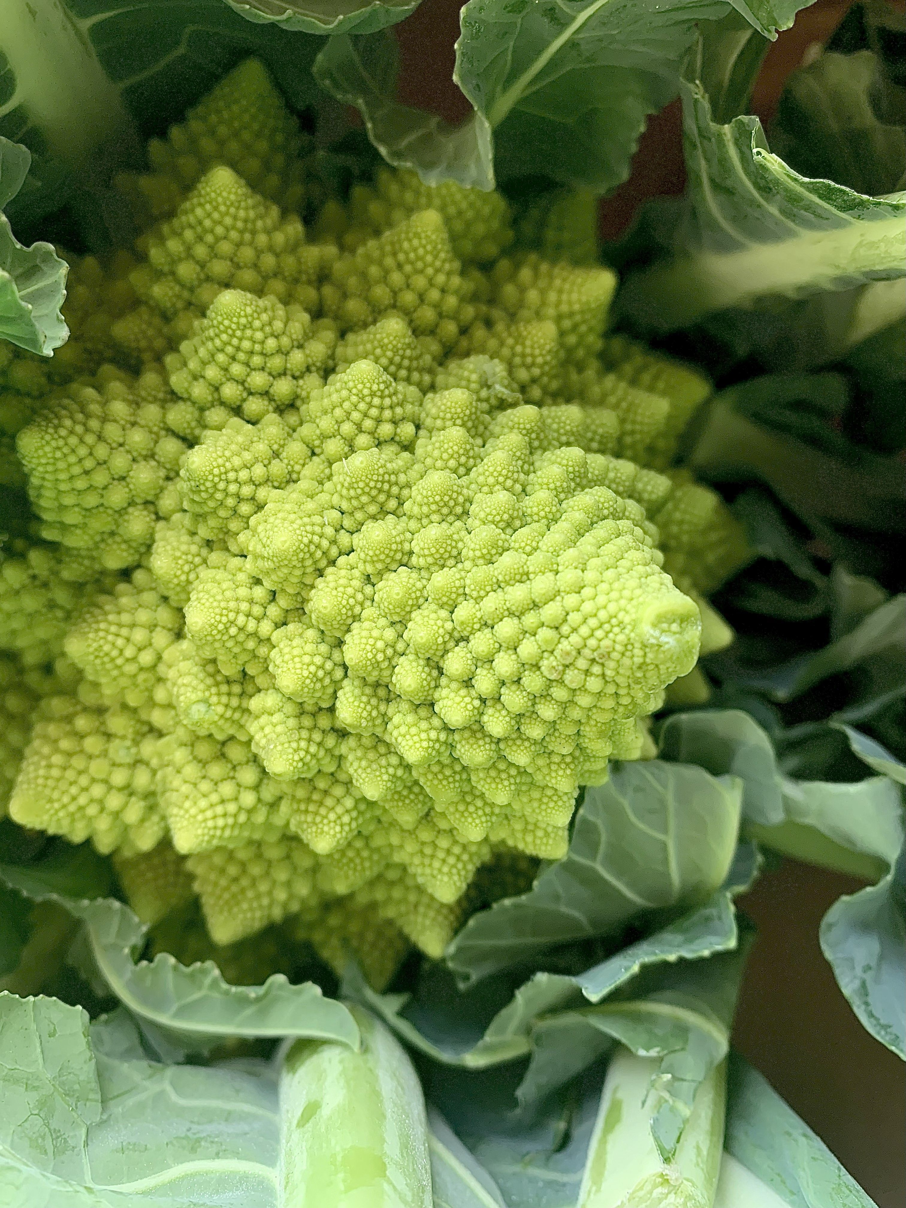 Romanesco 
