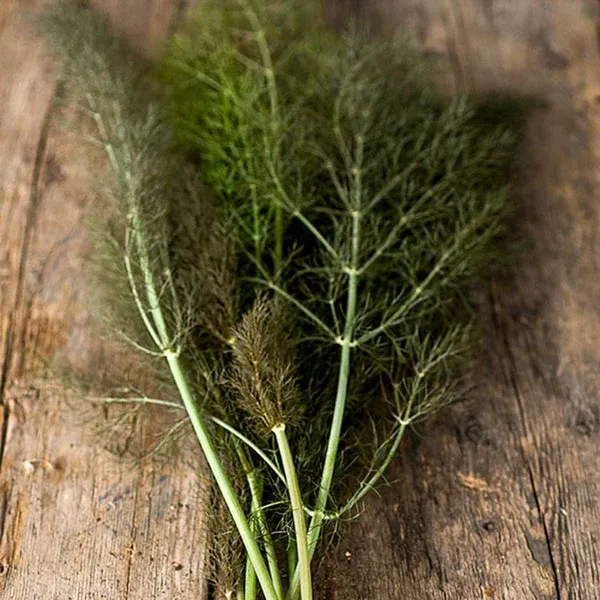 Organically grown Bronze Fennel Herb from The Paddock Smallholding: 50g