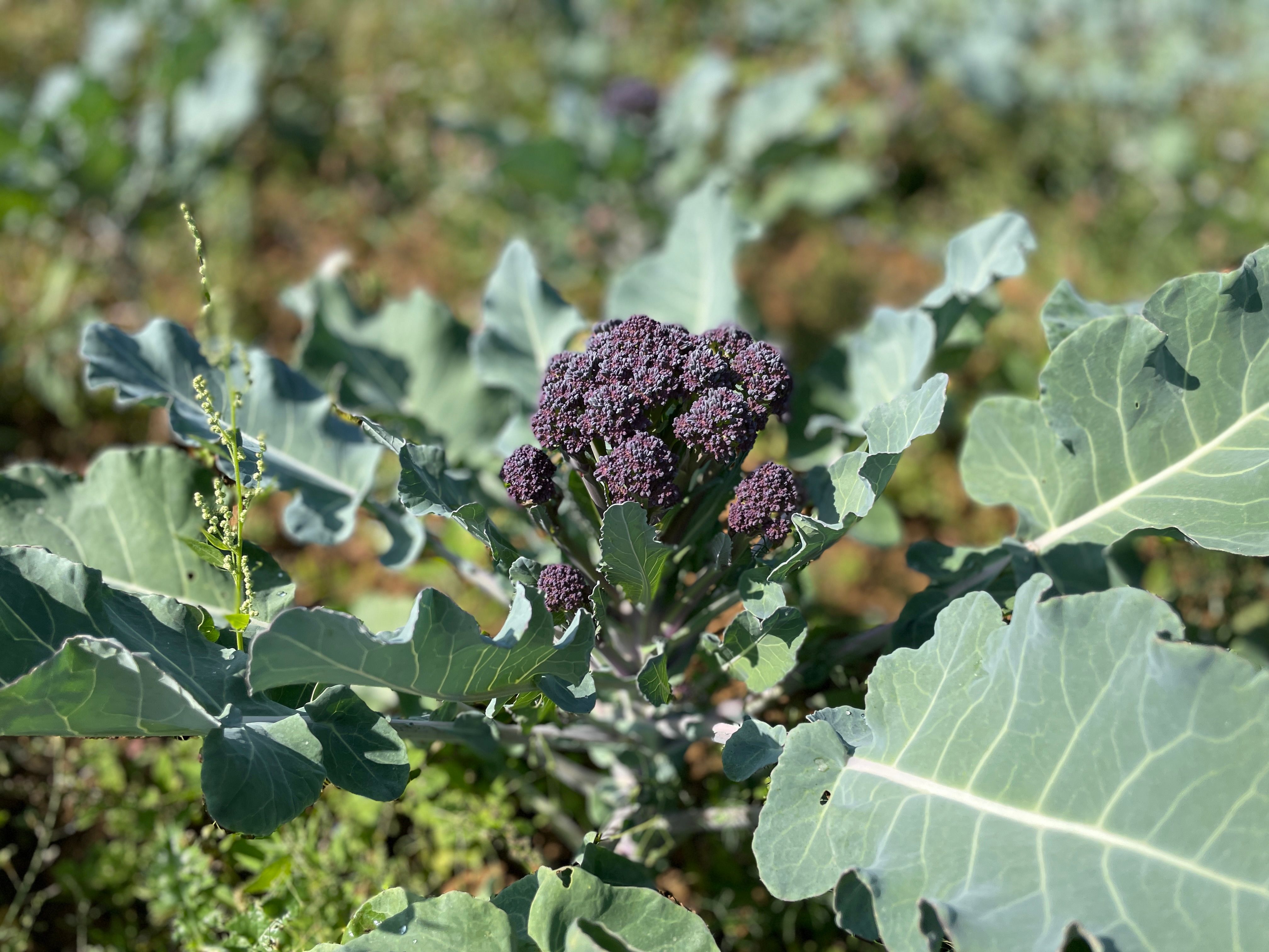 Image of Squash with Pearl Barley & Purple Sprouting Broccoli