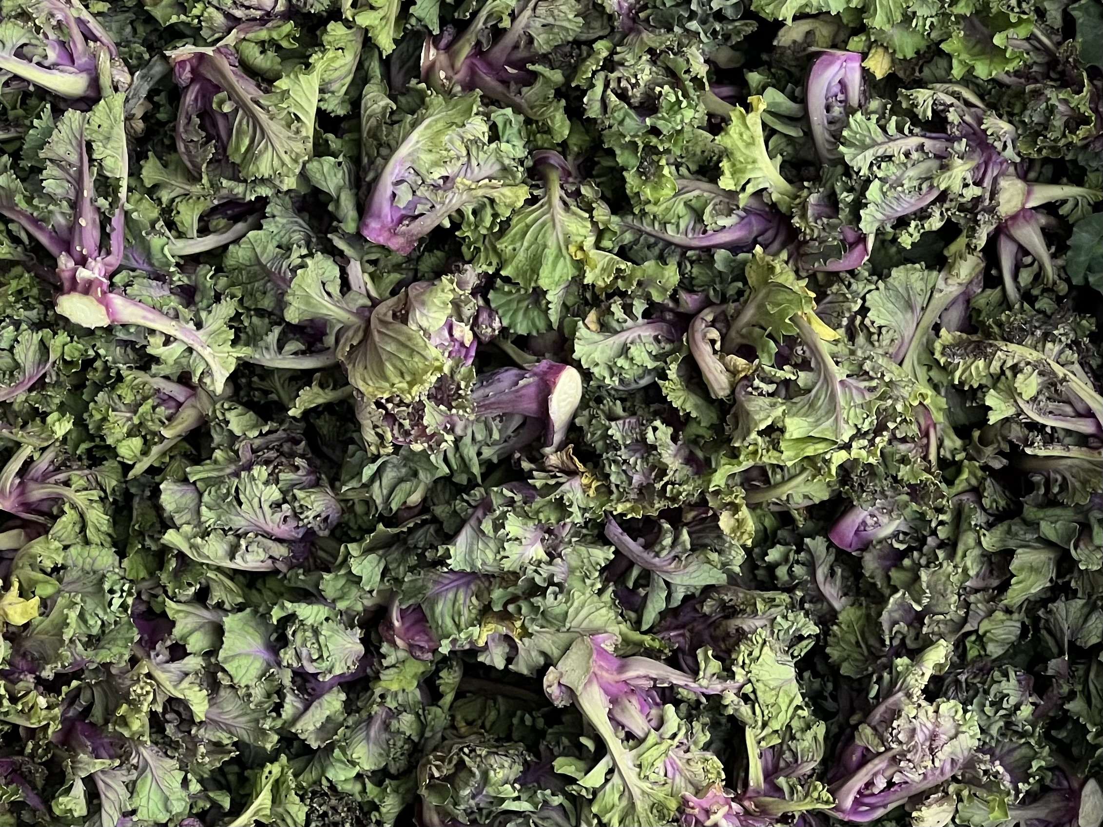 Kalettes