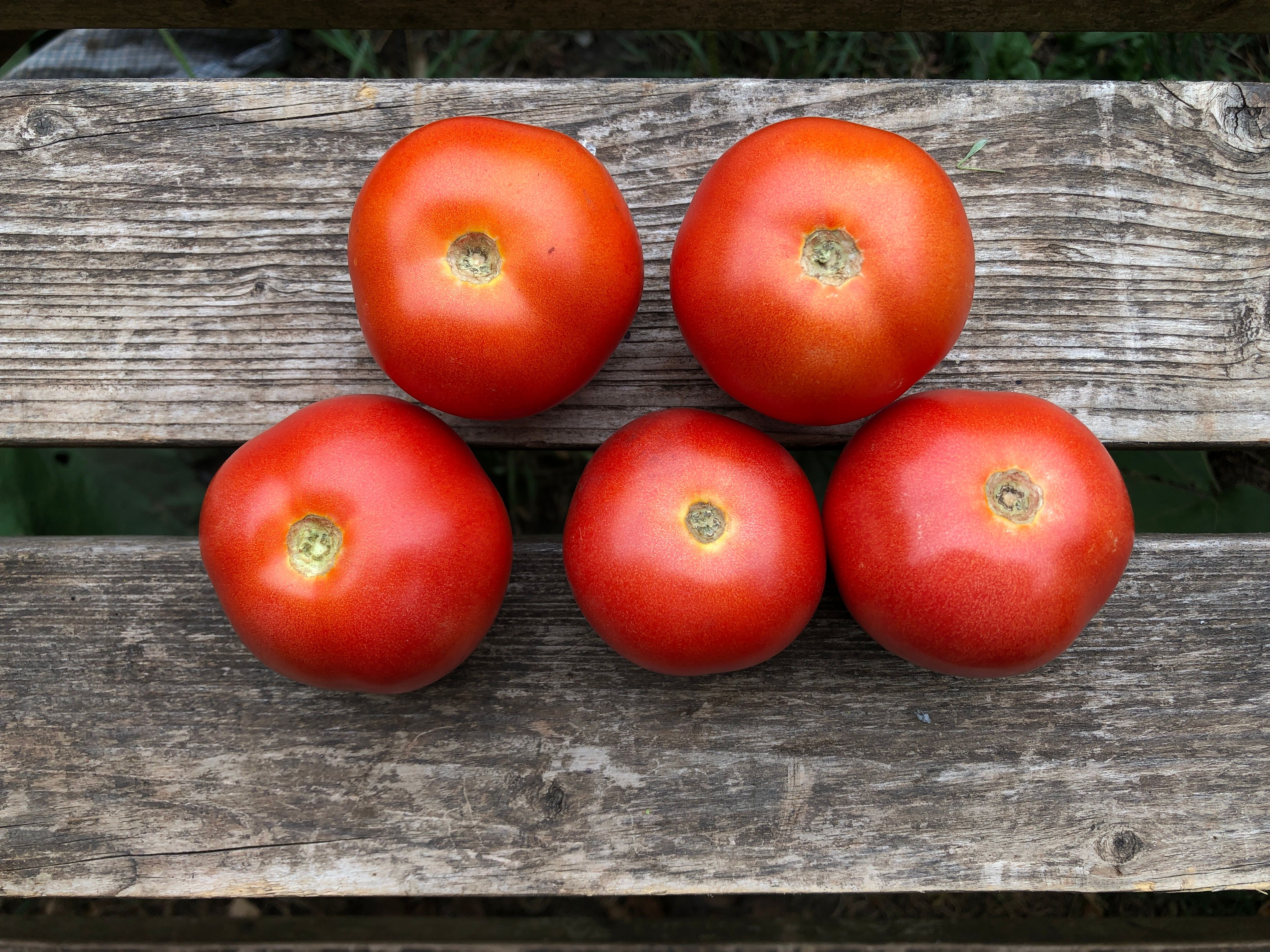 Tomatoes - Salad