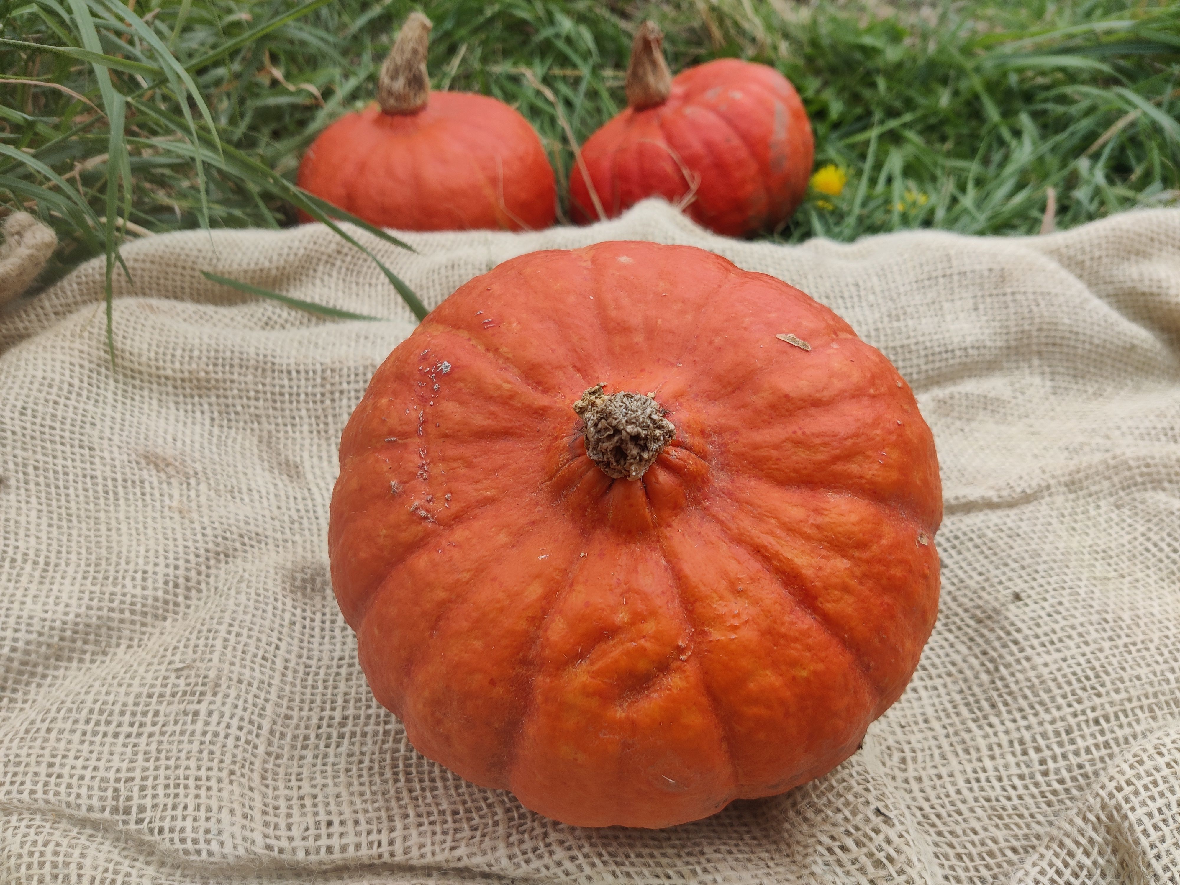 Image of Five Ingredient Pumpkin Pasta