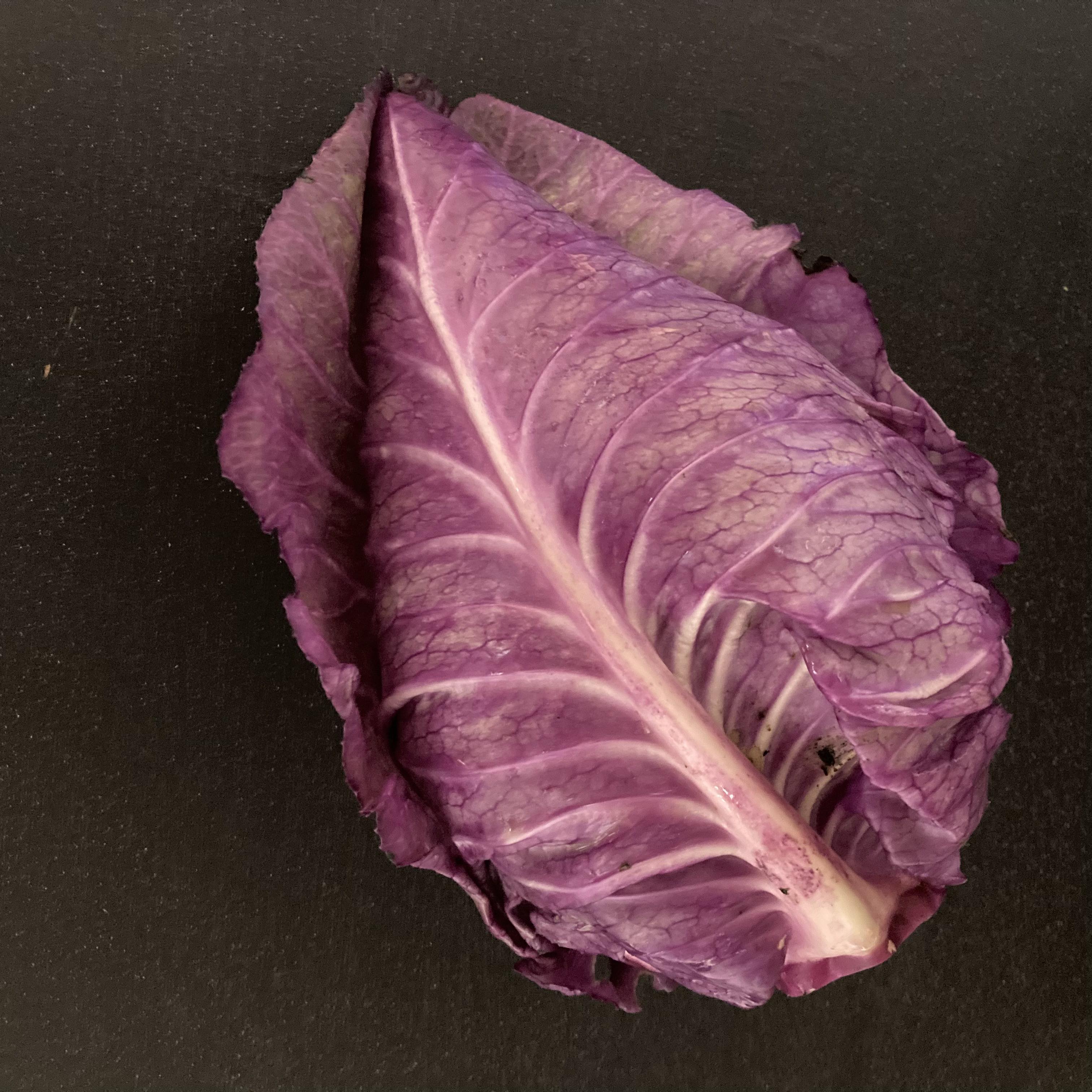 Red Hispi Cabbage