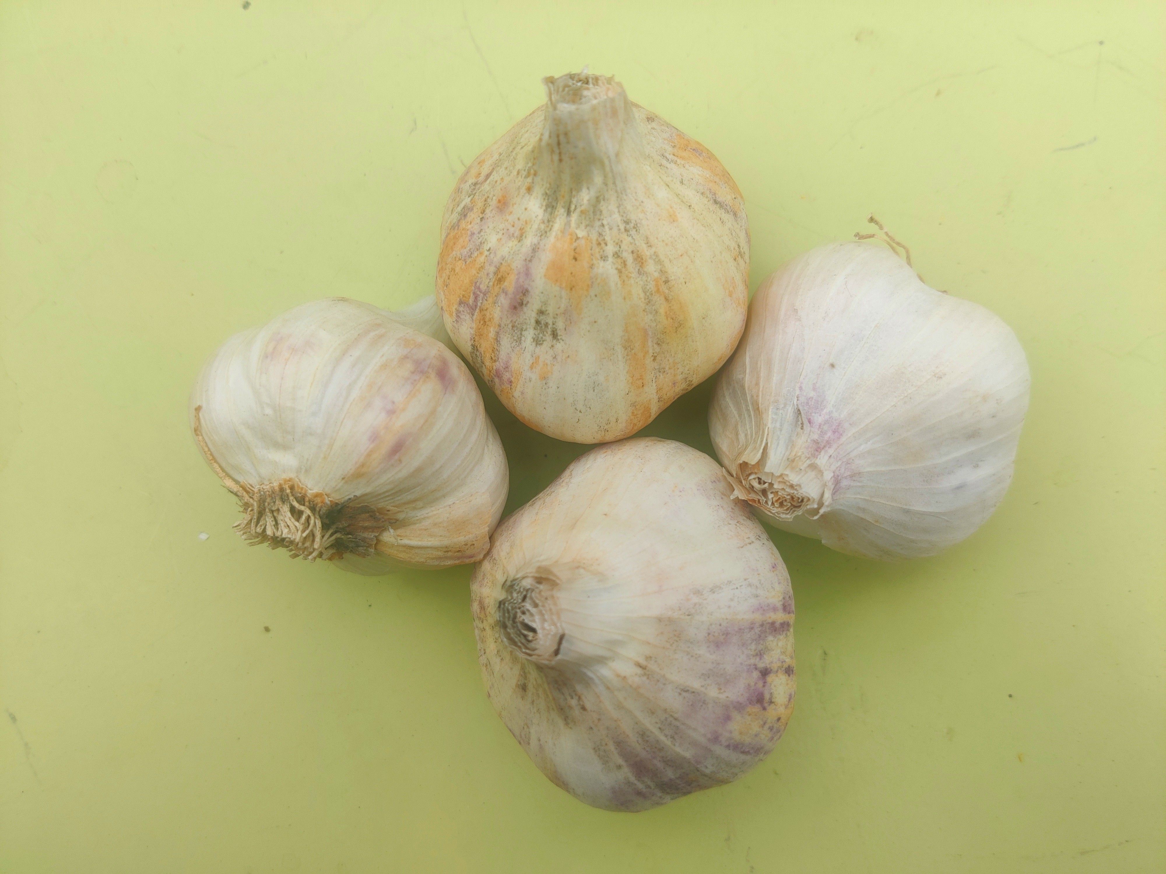 Garlic (Forty Hall Farm)