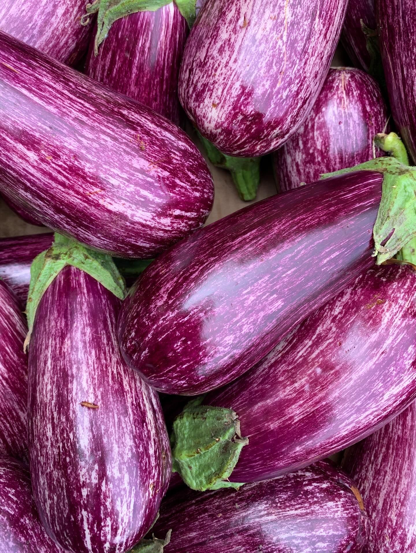 Aubergine