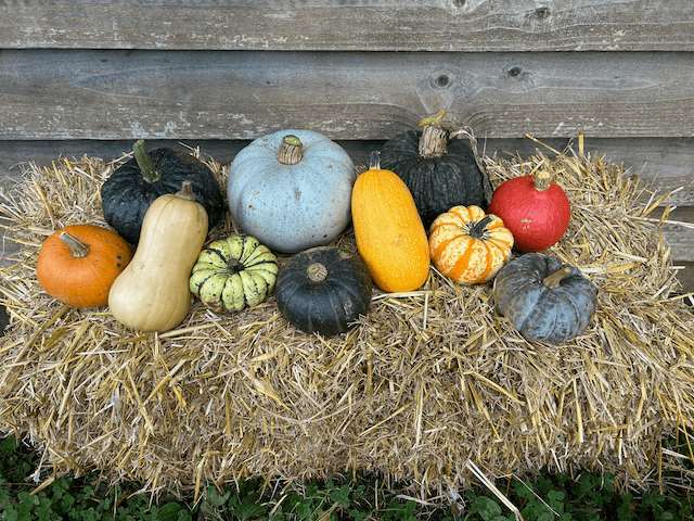 Image of Squash & Pumpkin