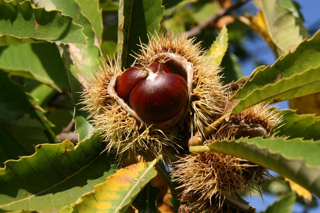 Image of Chestnuts 300g