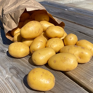Buston Farms Washed Baby Potatoes grown in Northumberland: 10kg (Pre-order Product)