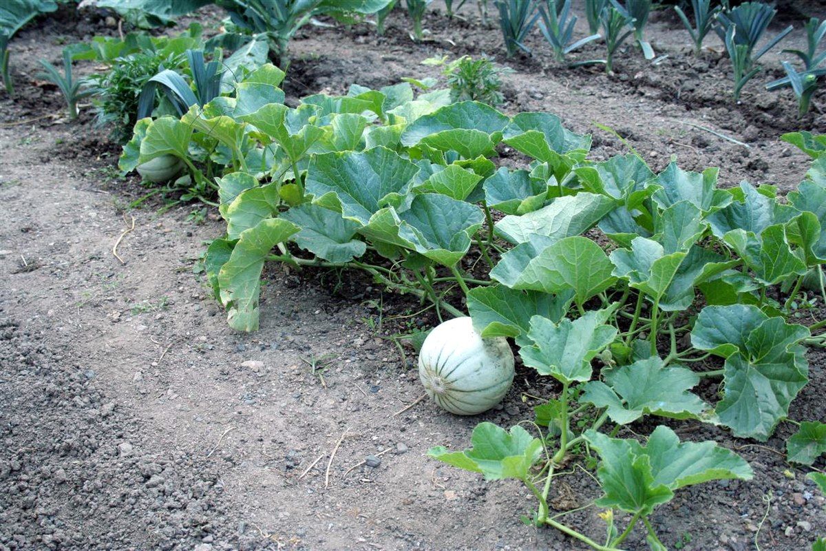 Image of Melon 'Galia'